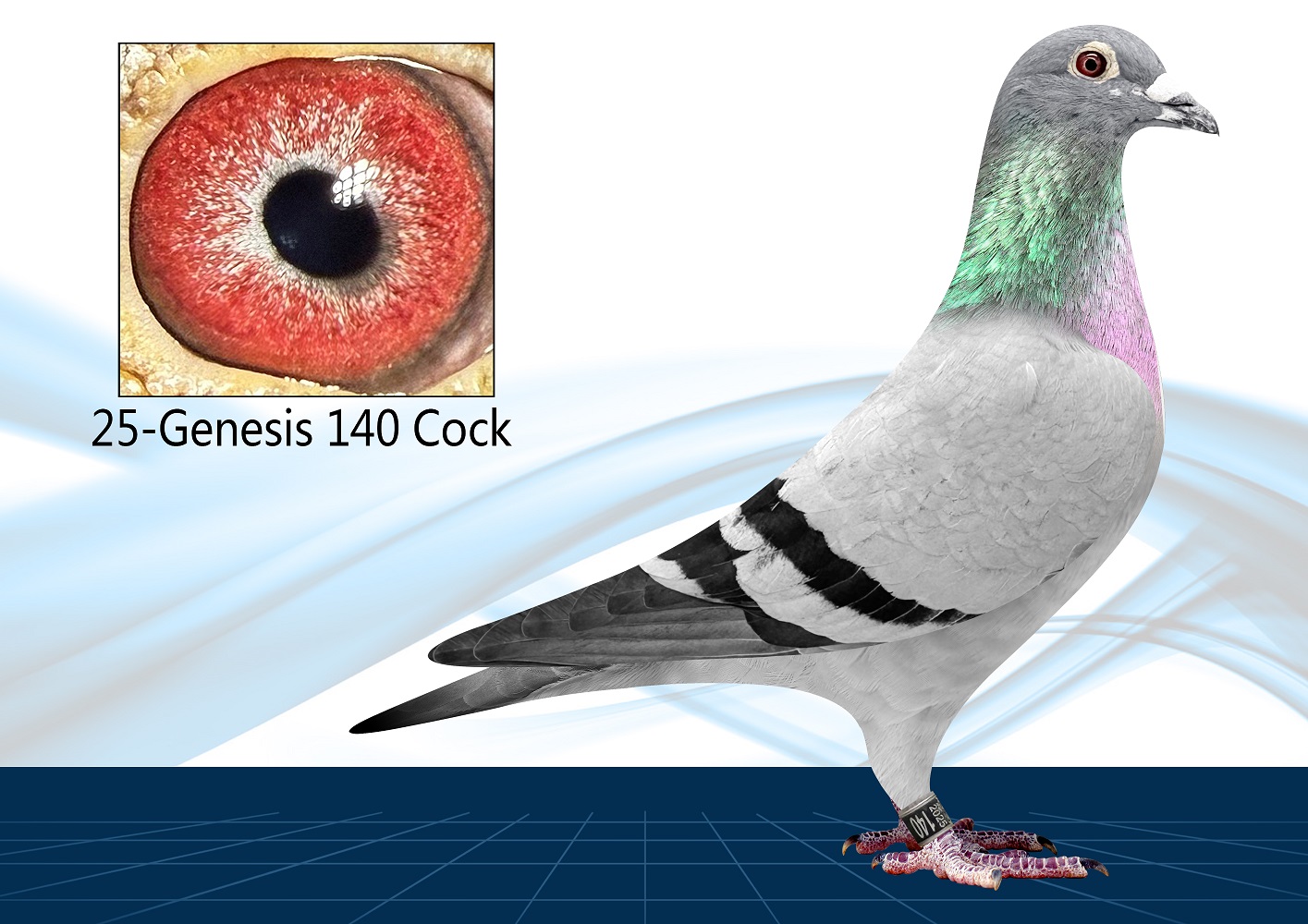 25-140(Cock) Son of JACKPOT