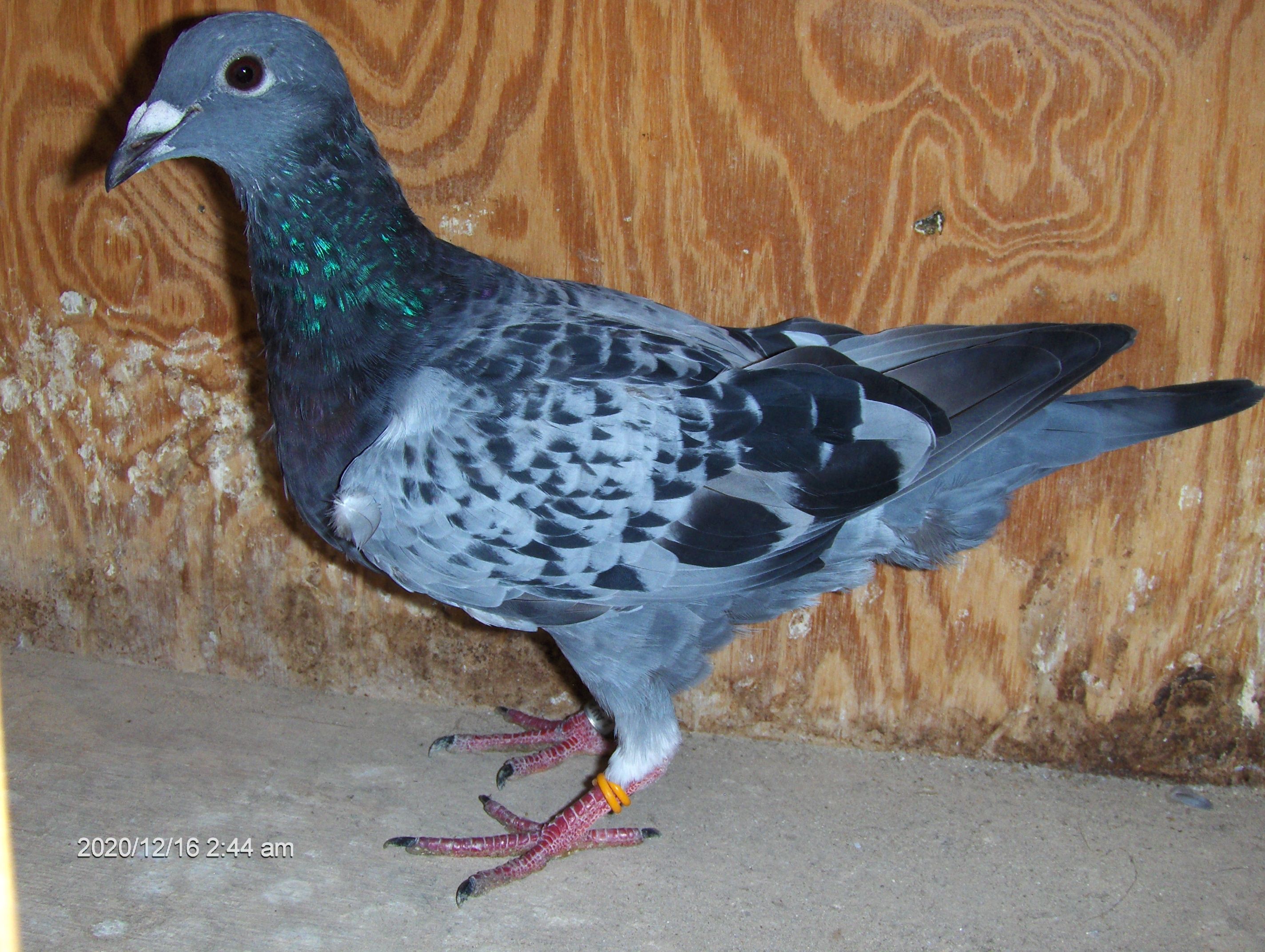 iPigeon.com - Racing Pigeon Auction