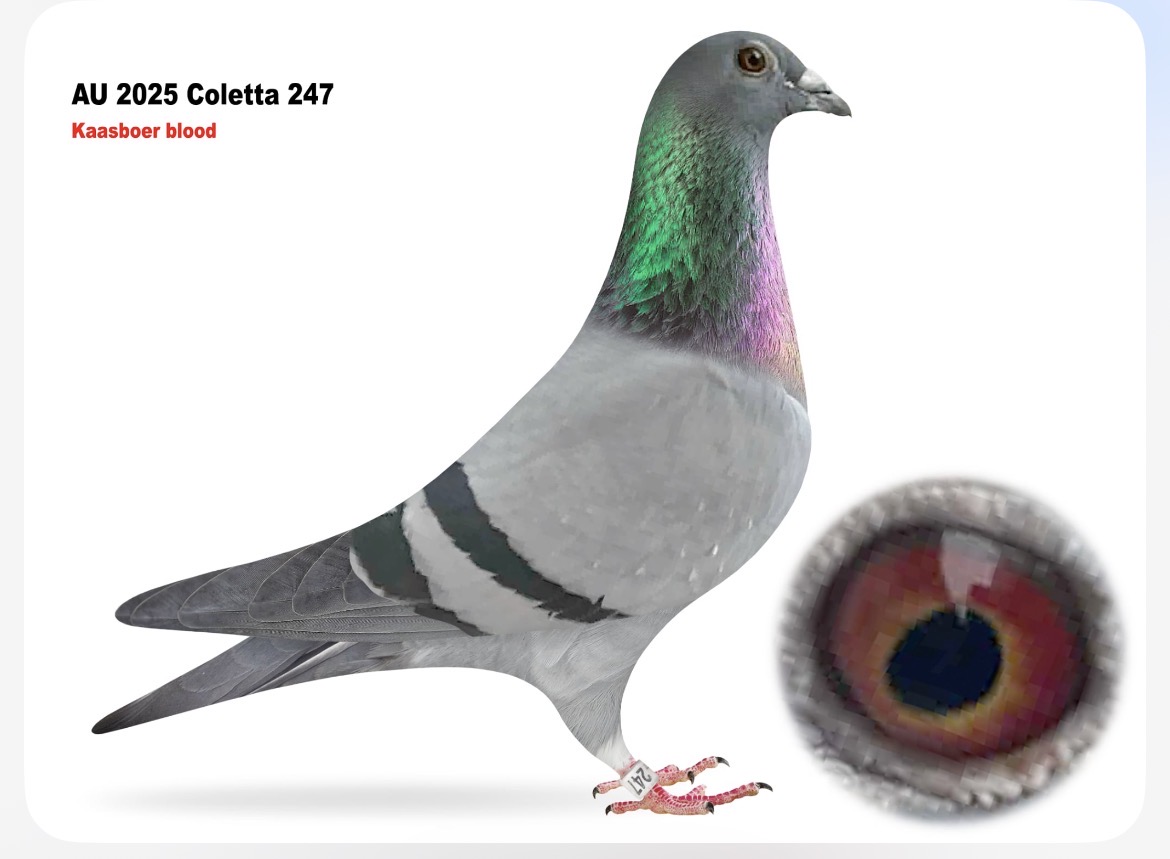 Au 2025 Coletta 247