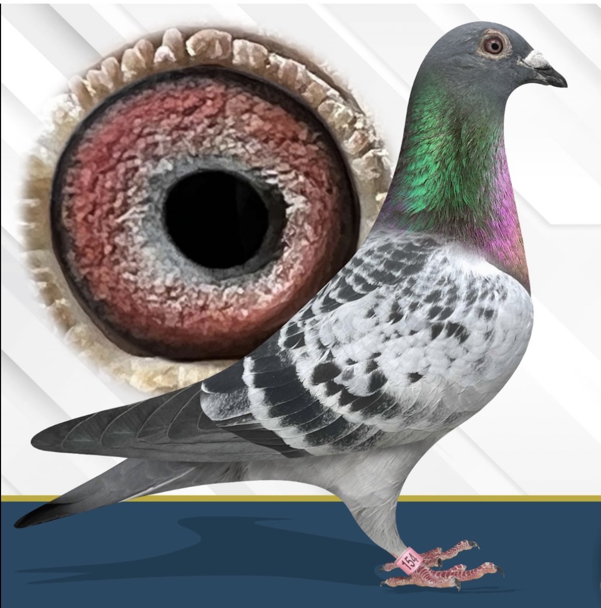 GRANDSON ~611 GOLD DIAMOND WINNER & Thomas 6