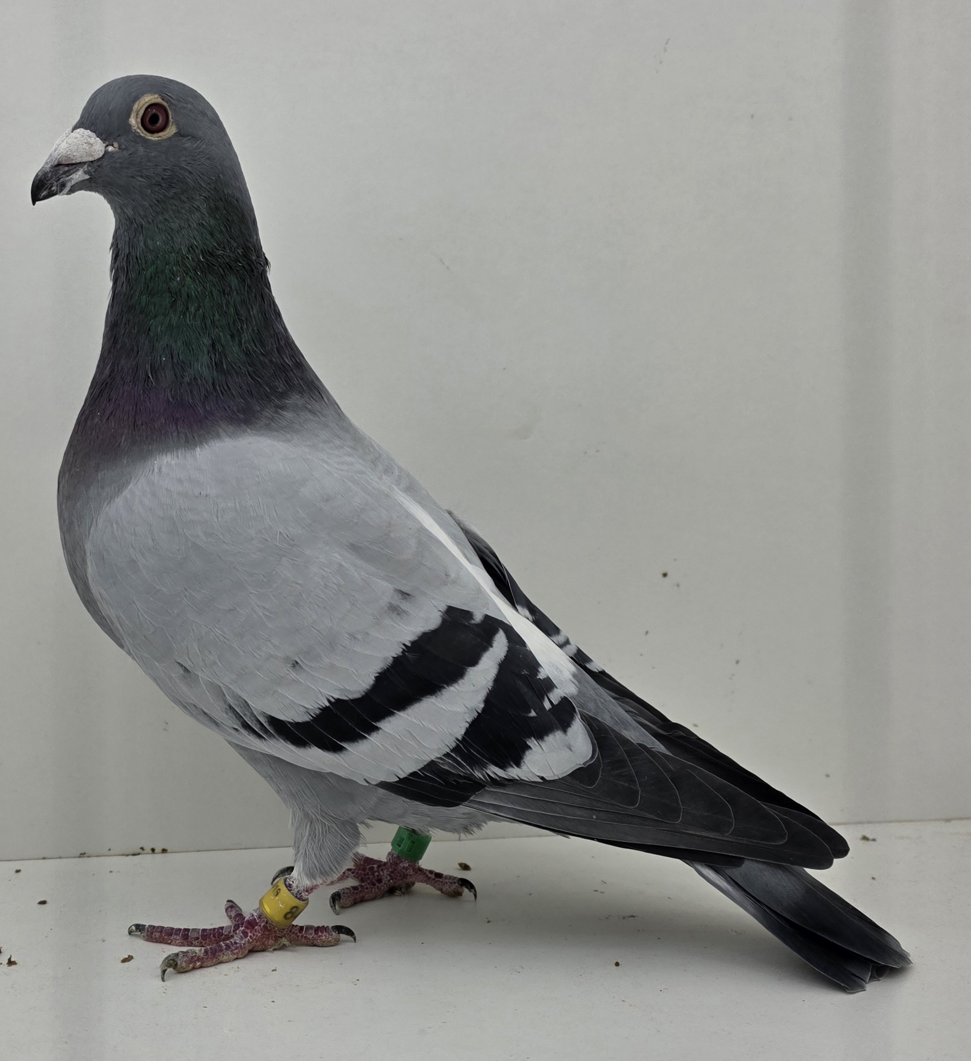 Blue Cock Au 2019 SFL 84