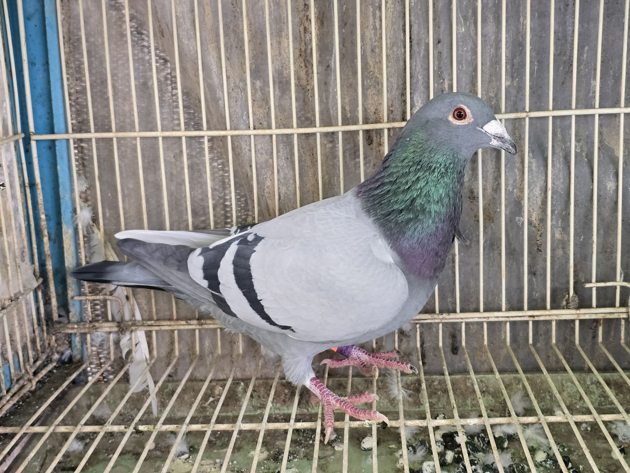 NDVR 50 (2025 Cock) - Kittel x Prince Porsche