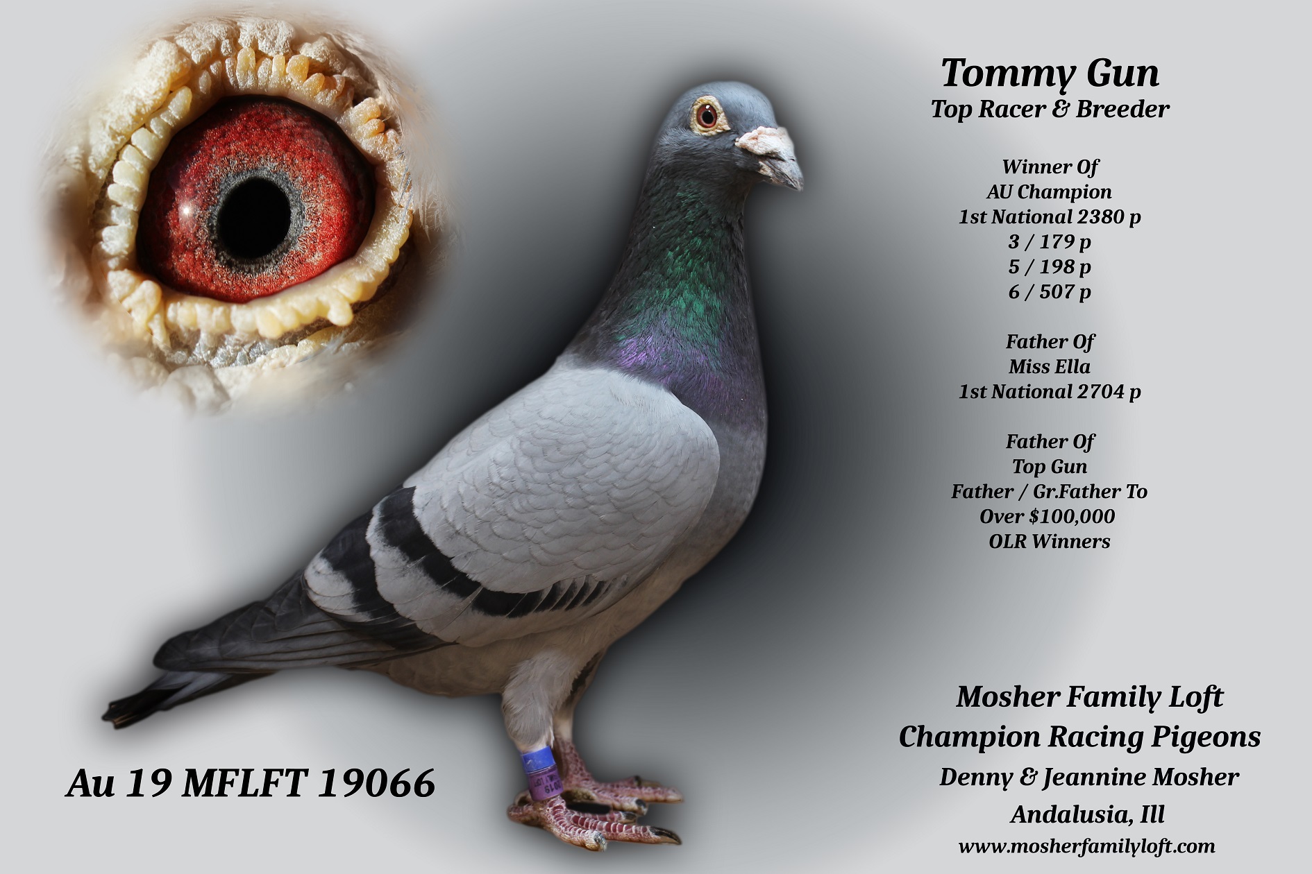AU 26 MFL 26101 Hen