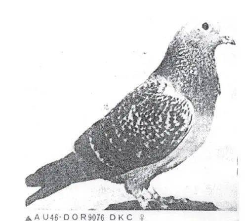 Preview Image 6