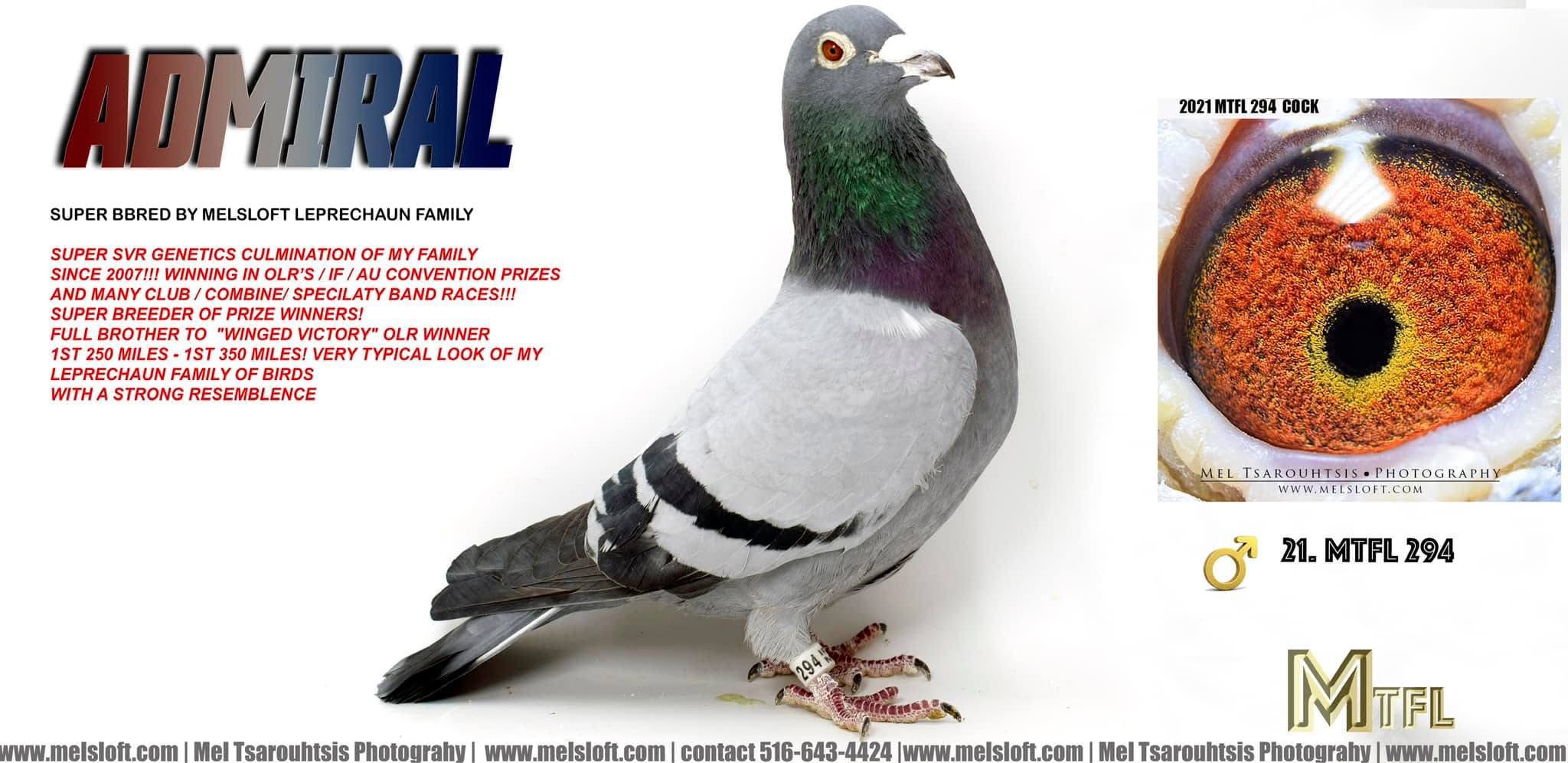 2021 MTFL 294 BBB COCK "ADMIRAL"  BRO TO WINNERS AND PROVEN