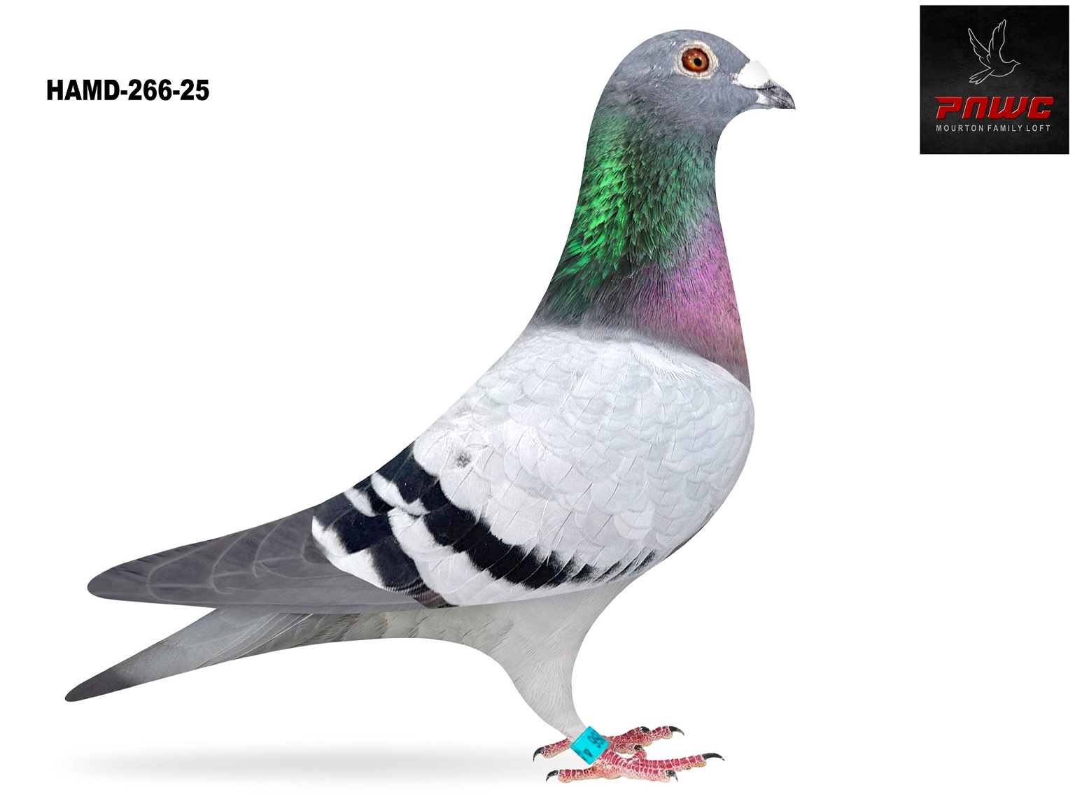 HAMY-266-25 BB COCK