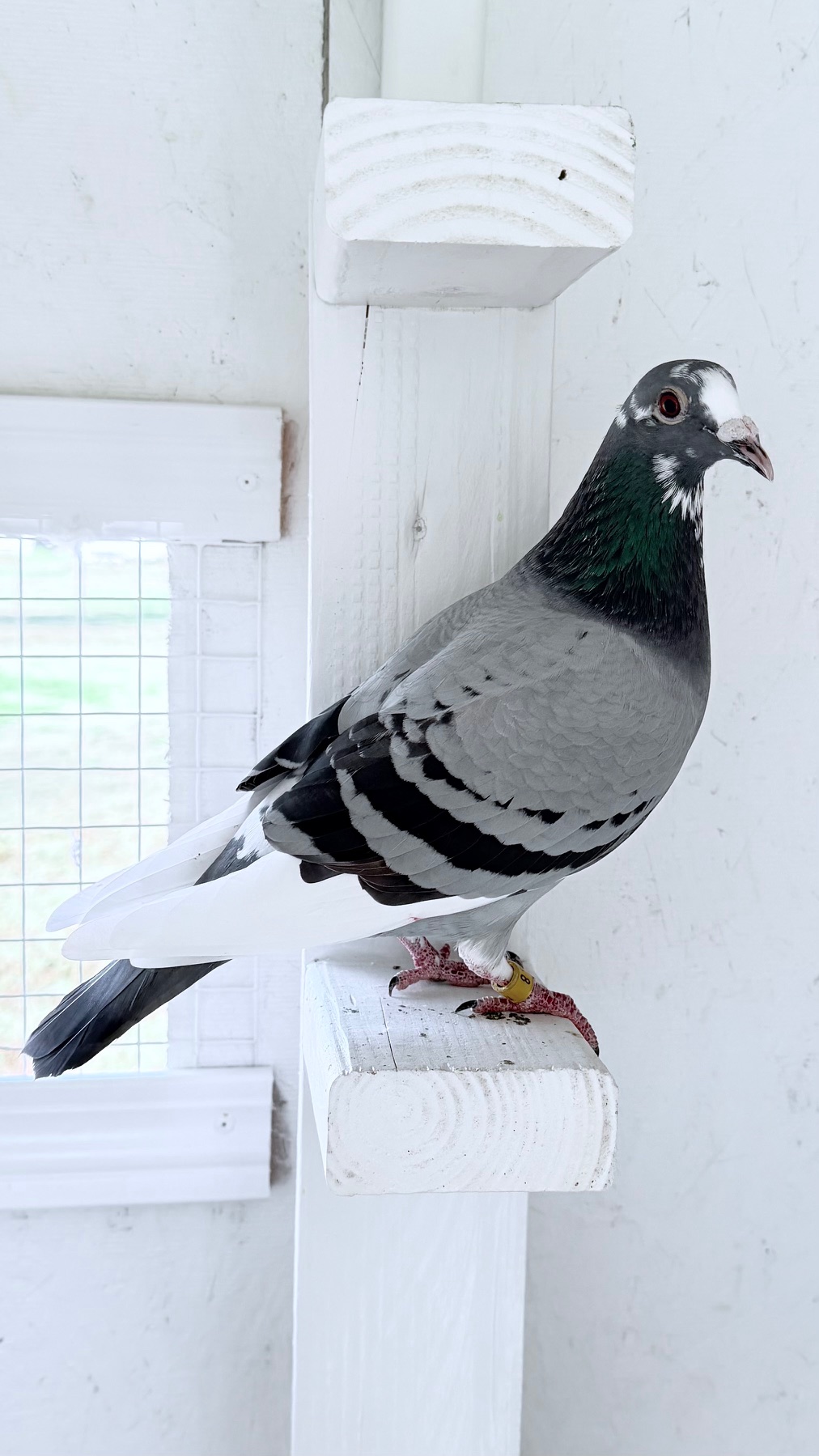 Au 24 Loco mas Loco 8 Hen