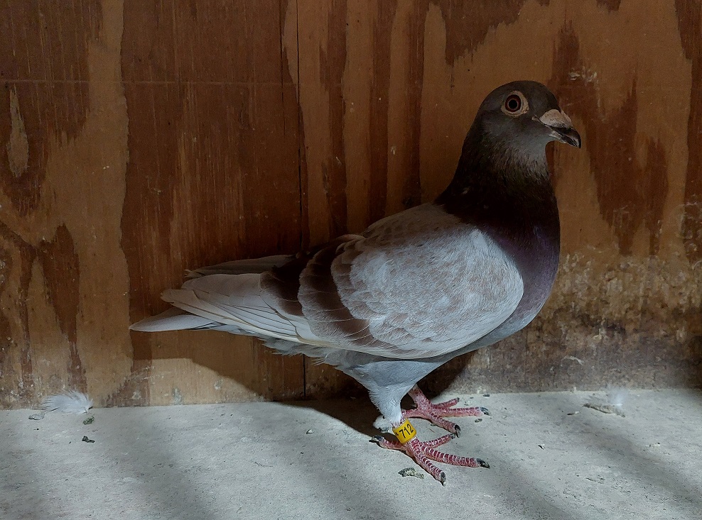 IF 2024 LIN 712 RC SLATE COCK PURE GEBR. JANSSEN ARENDONK