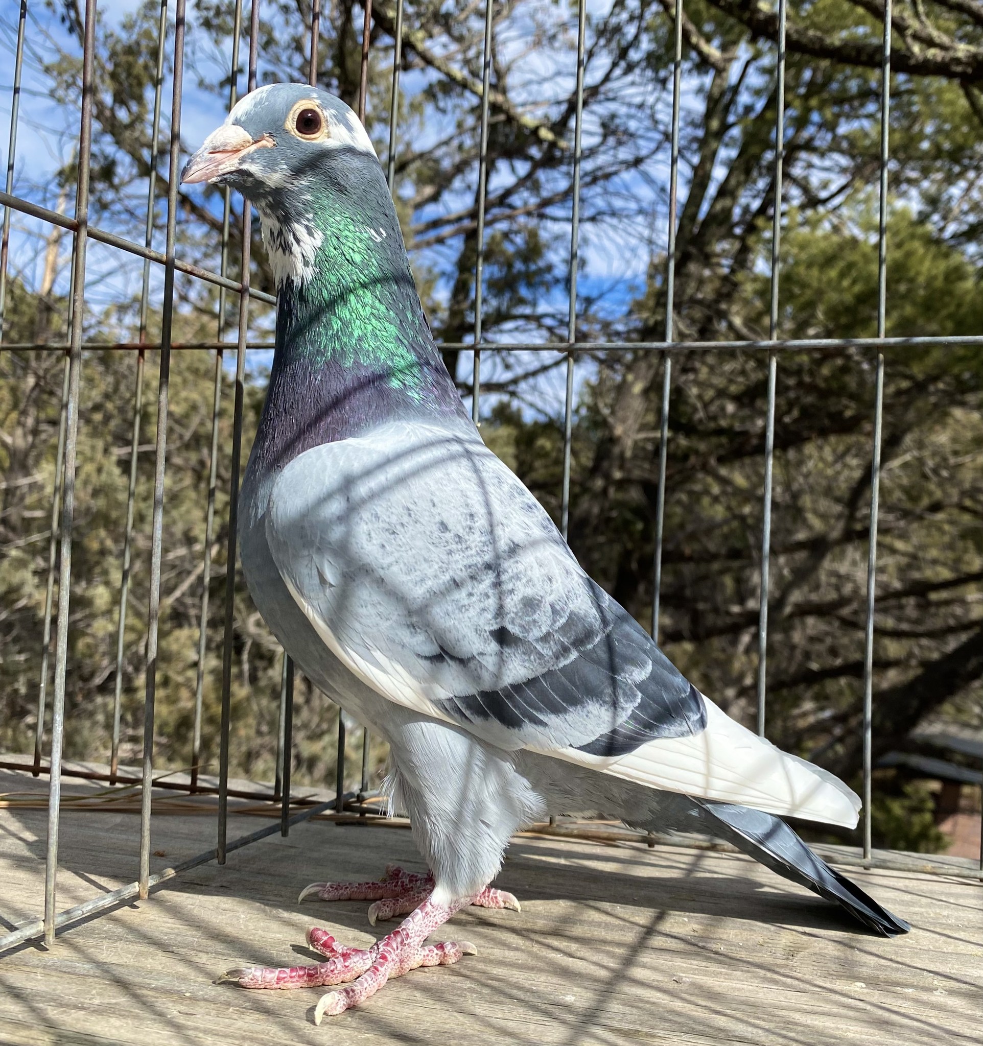 iPigeon.com - Racing Pigeon Auction
