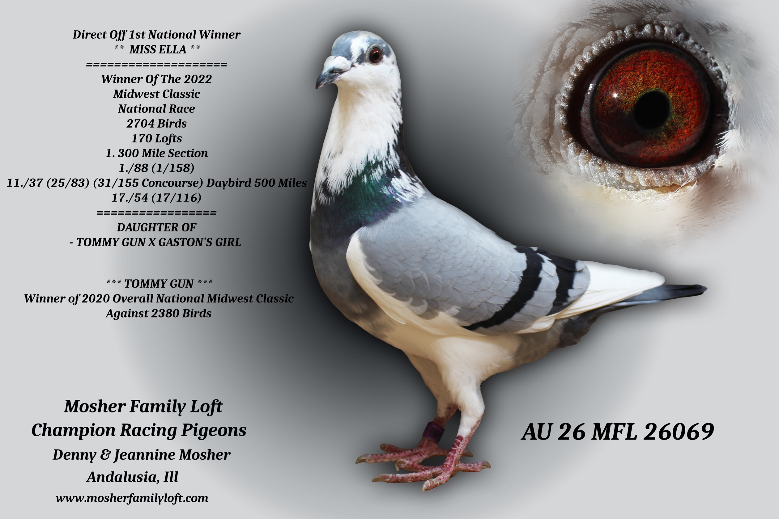 AU 26 MFL 26069 Cock