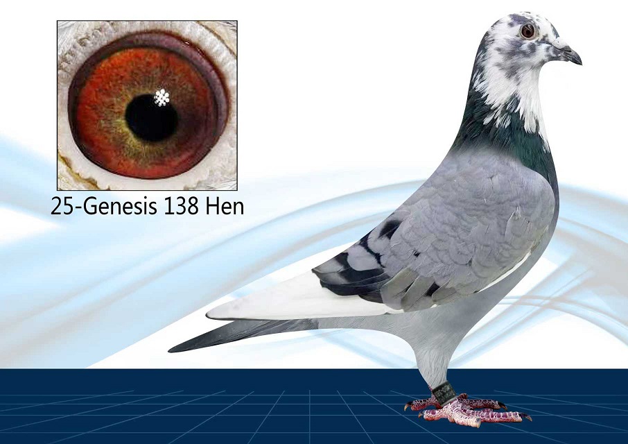 25-138(Hen) Inbred Porsche x Queen L 