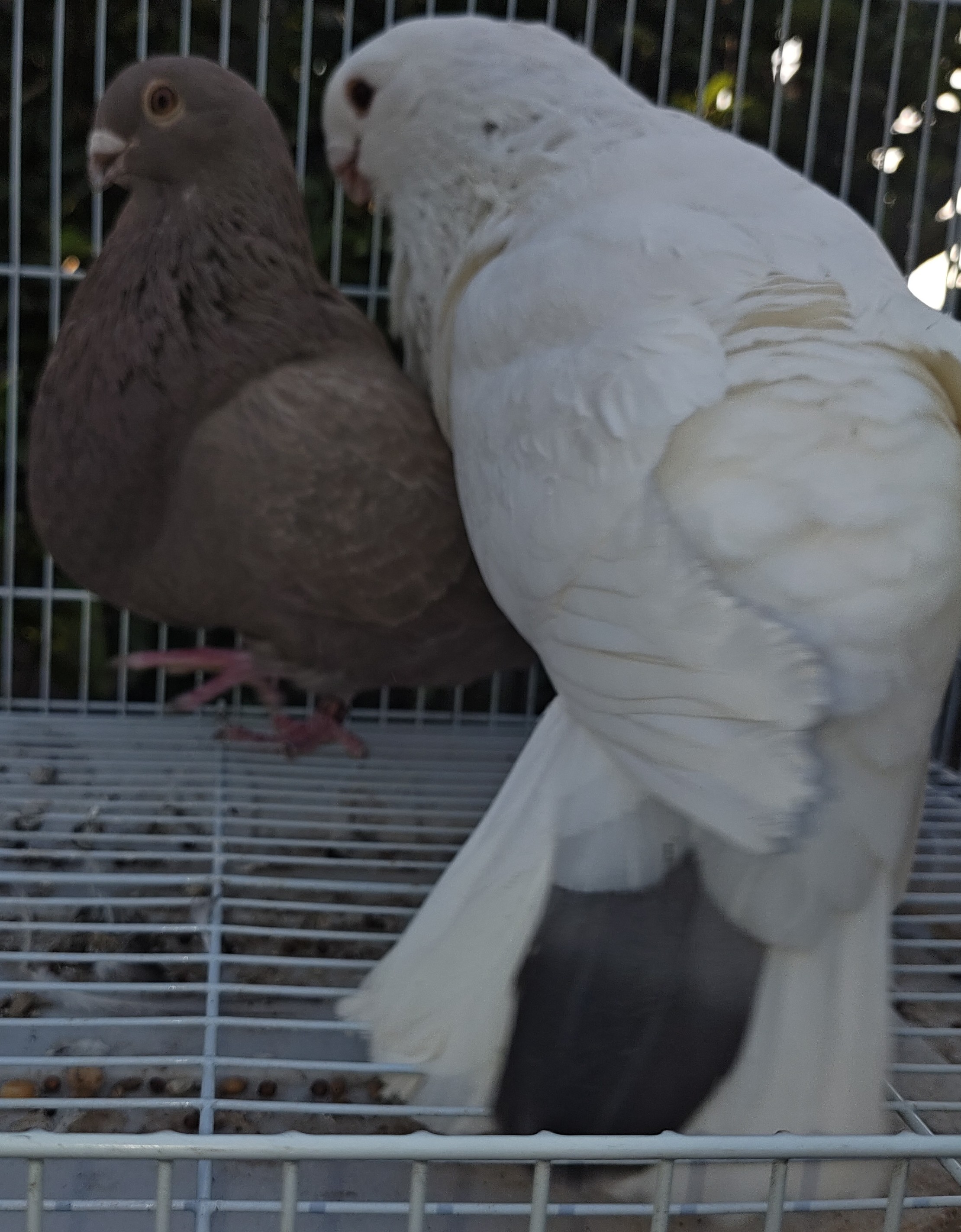 Canary Pouter Couple 