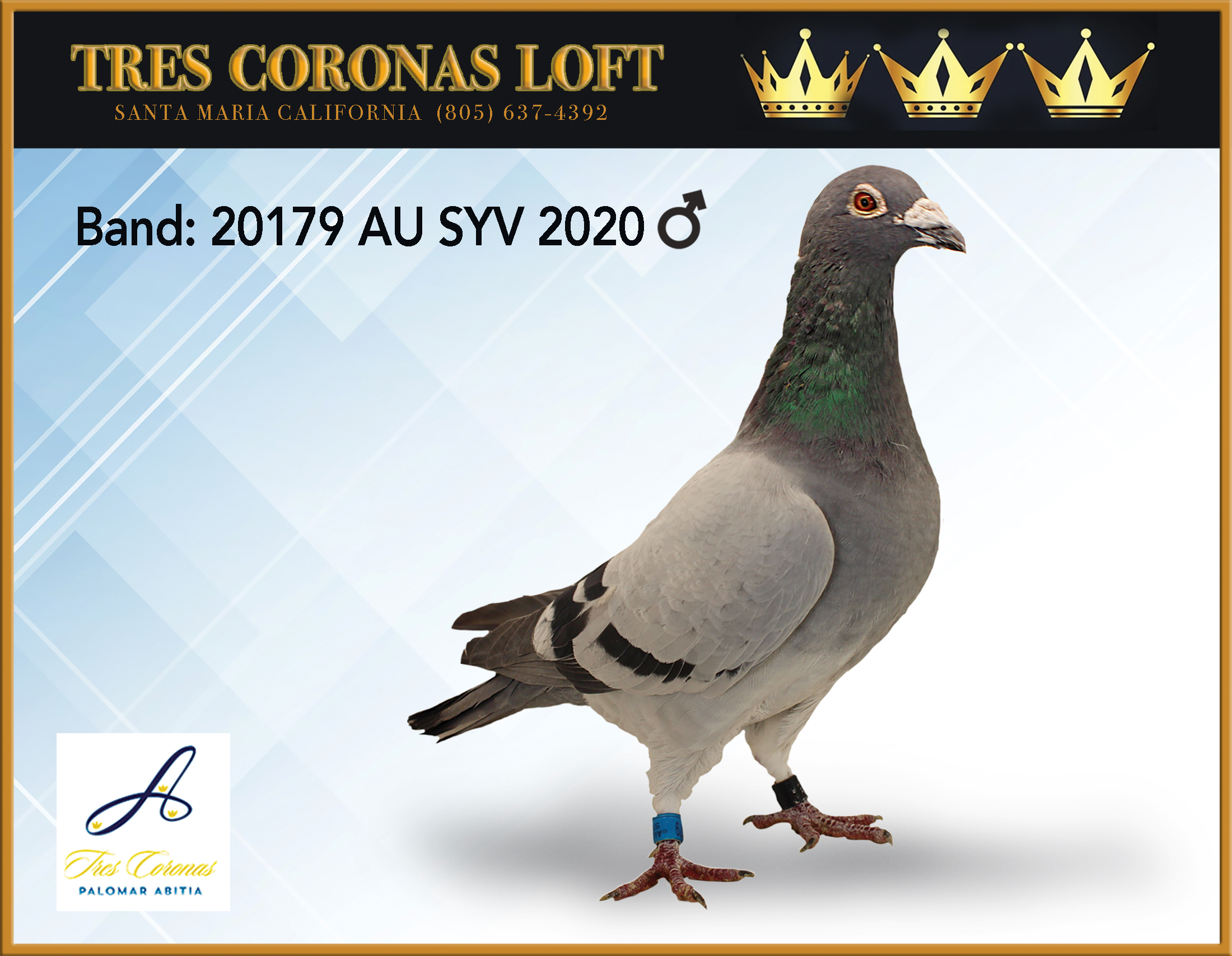 VAN LOON LUDO BLACK JAG 20179 AU SYV 2020 PENCIL BLUE COCK