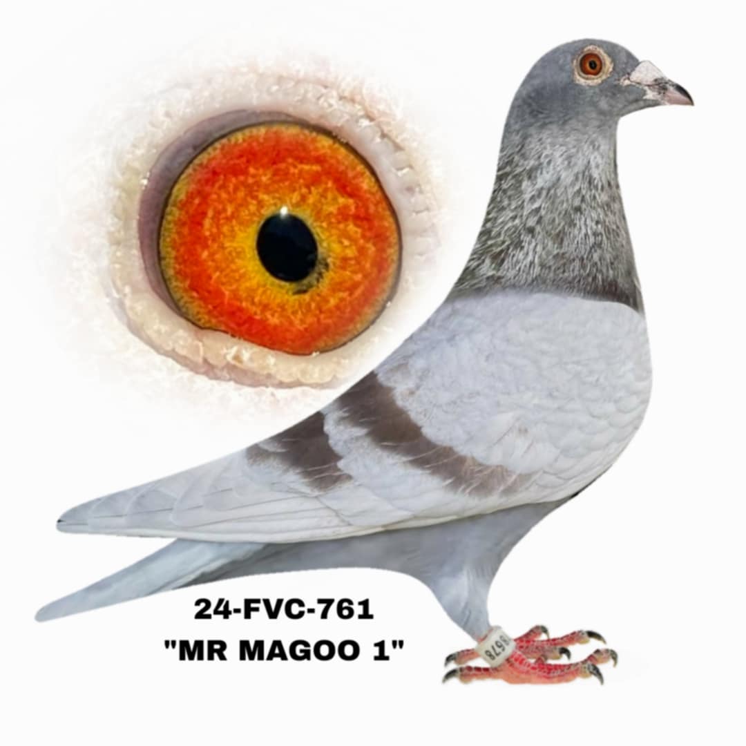 24-FVC-761 Silver cock.