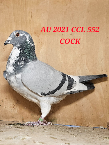 AU 21 CCL 552 COCK