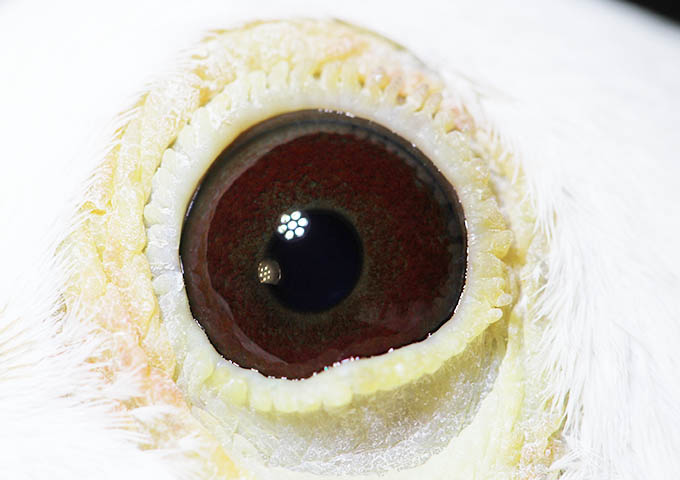 Preview Image 5