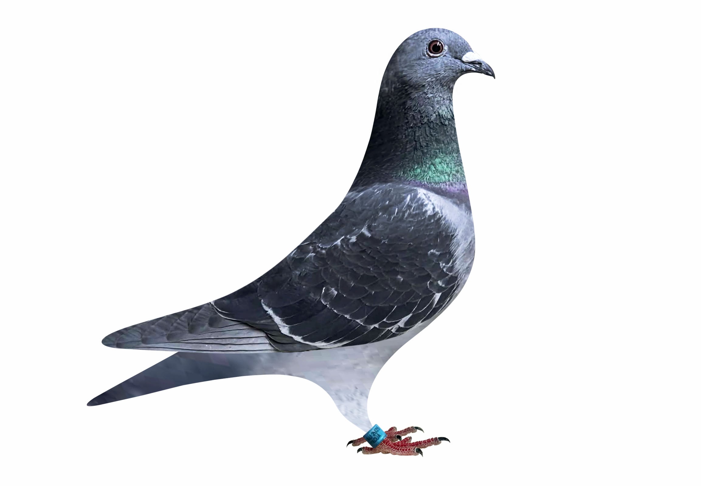 BALDWIN 287/278 x GFL MONA LISA