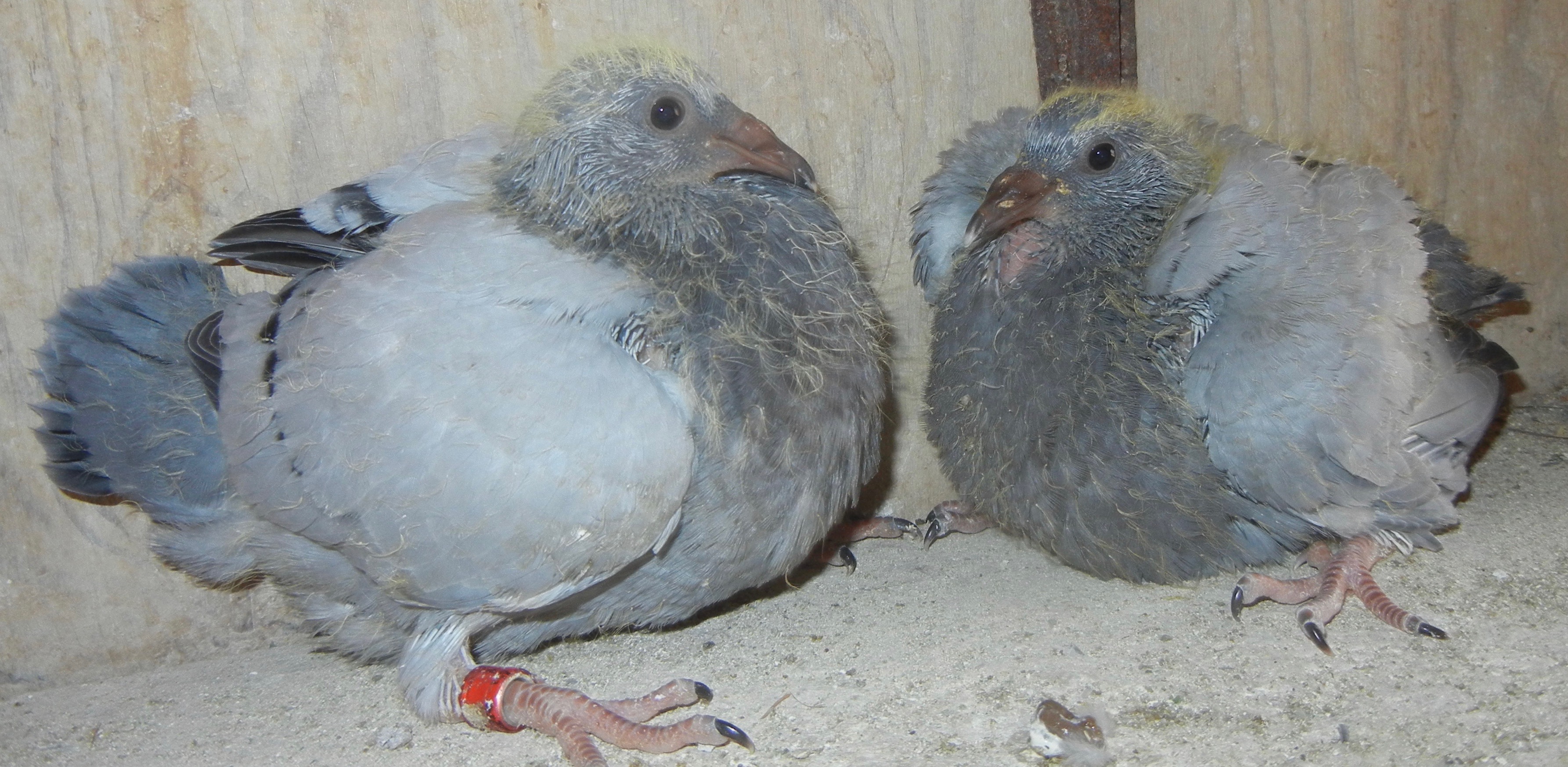 HVR BLOODLINES BB #1859 and BB # 1860 NESTMATES