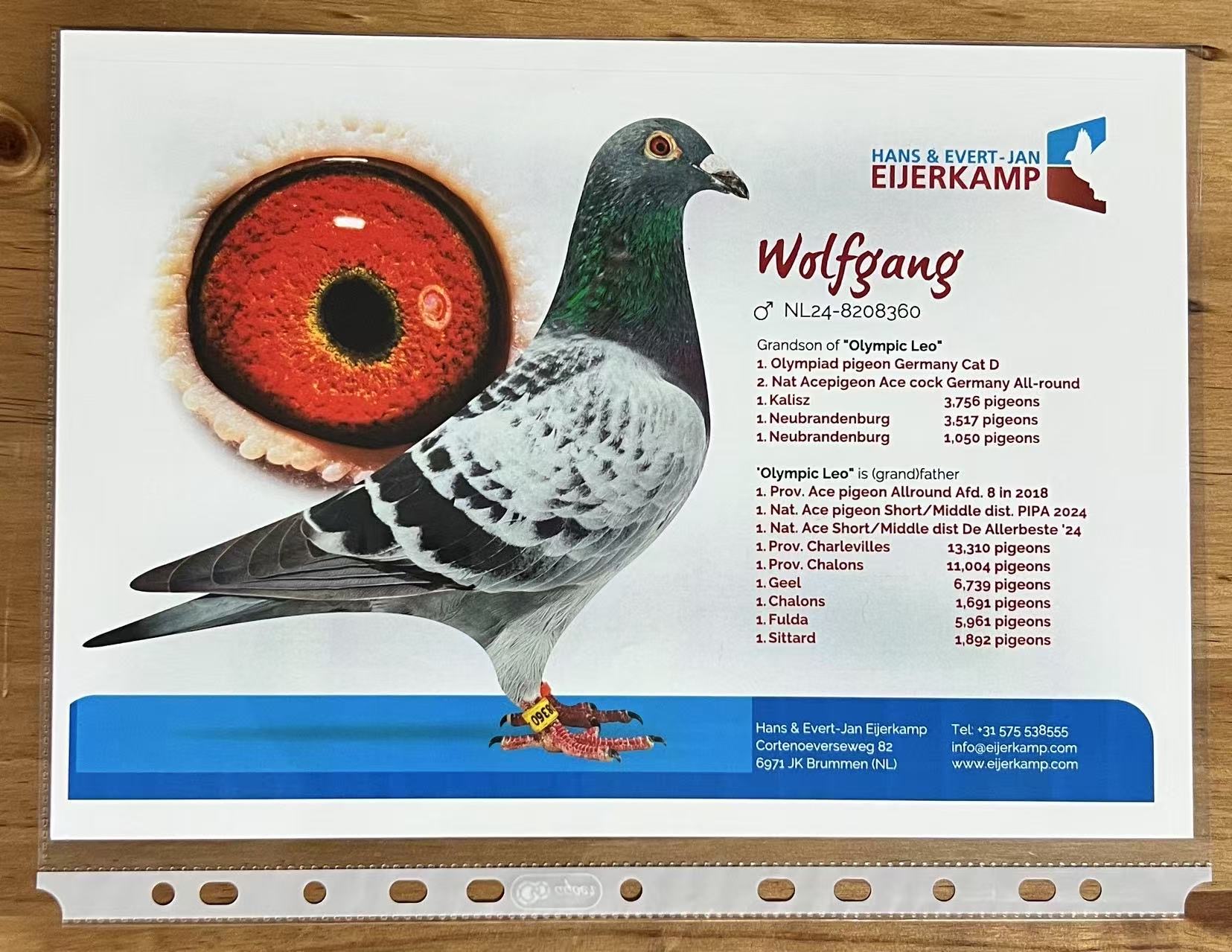 Grandson of Olympic Leo
H&E.J Eijerkamp