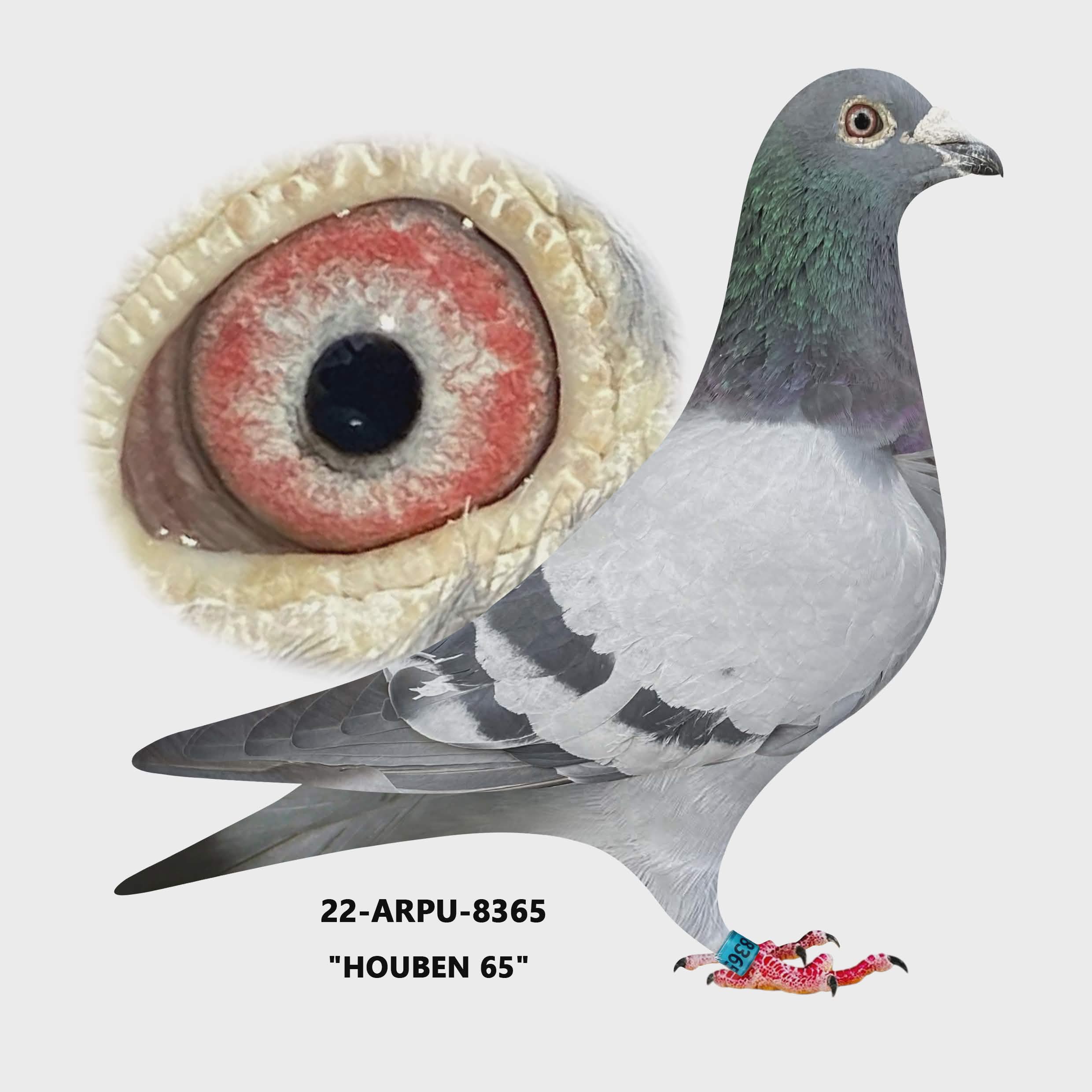 22-ARPU-8365 Blue Bar Cock.