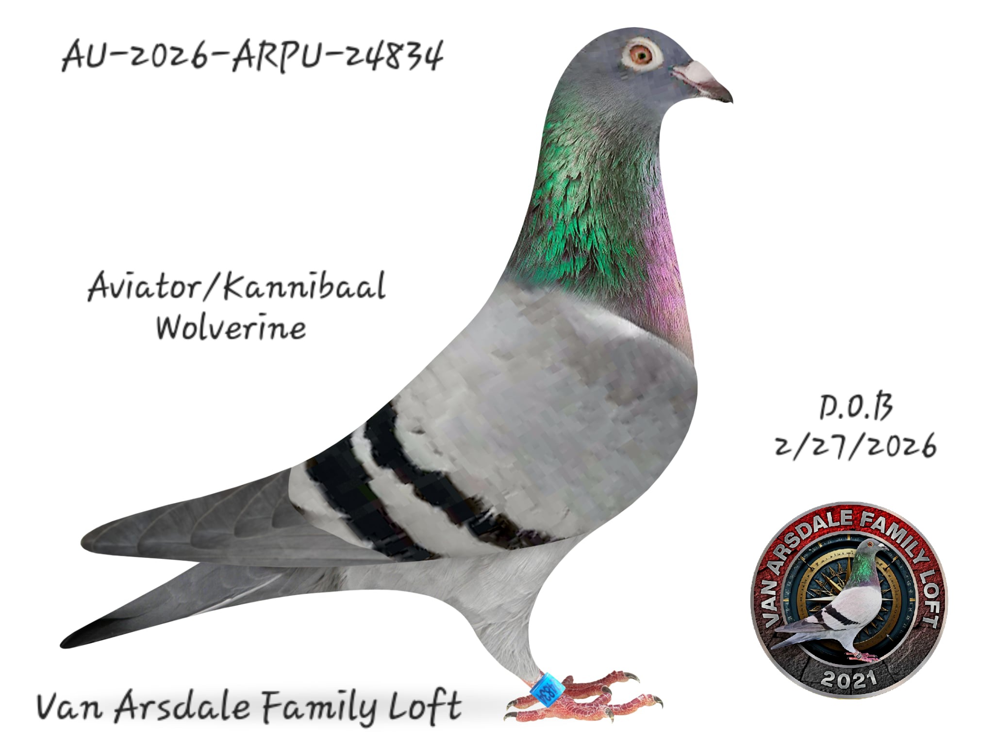 Aviator/kannibaal/line bred  wolverine 
