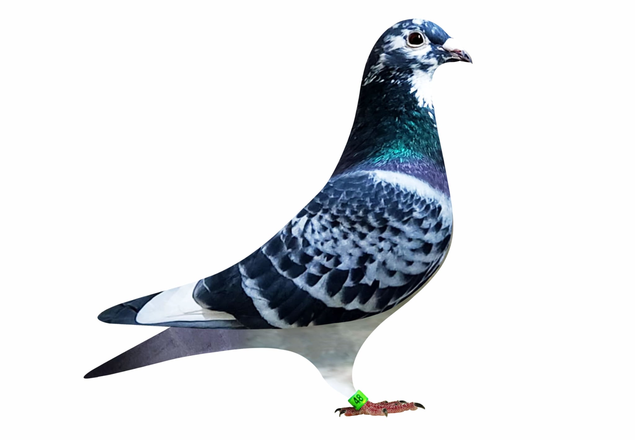 INBRED BEST KITTEL x INBRED NEW LAUREAAT