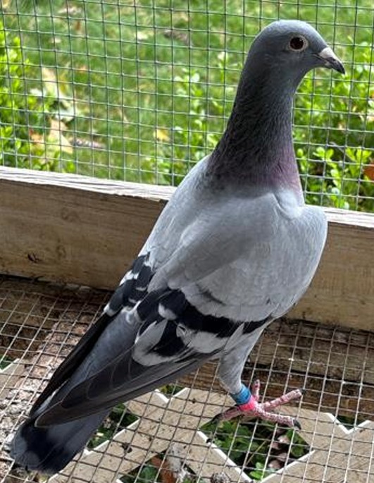 Tough race days and one-bird derbies specials