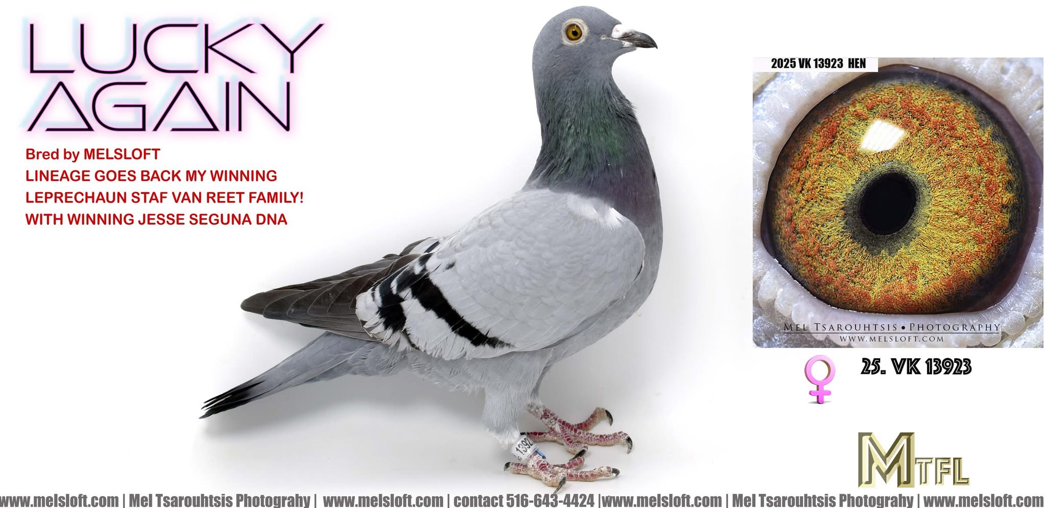 2025 VK 13923 bb hen 