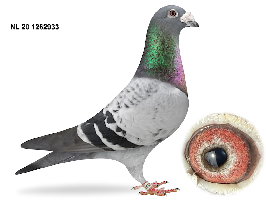 NL20-1262933 - GRANDSON OF SUPER BREEDER SUPER RACE "SPECIAL VEENSTRA 364"