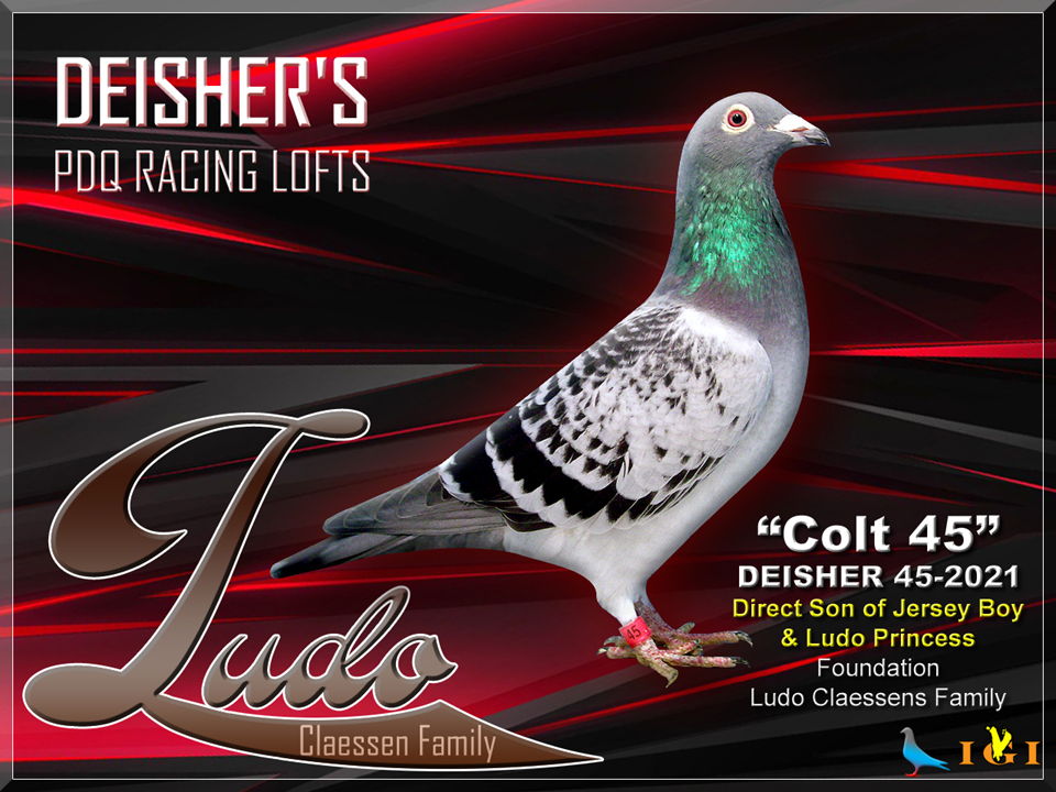 iPigeon.com - Racing Pigeon Auction