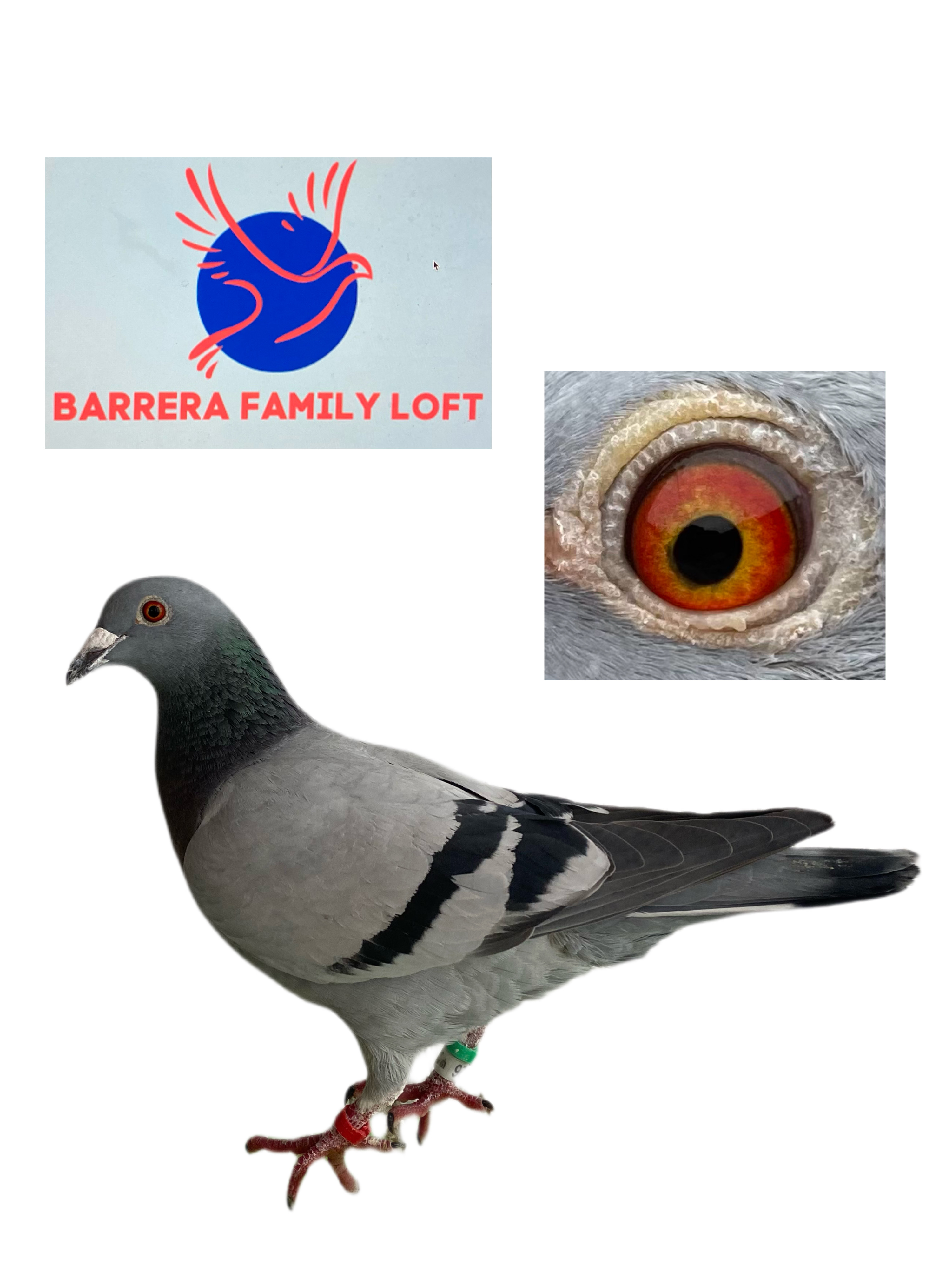 iPigeon.com - Racing Pigeon Auction