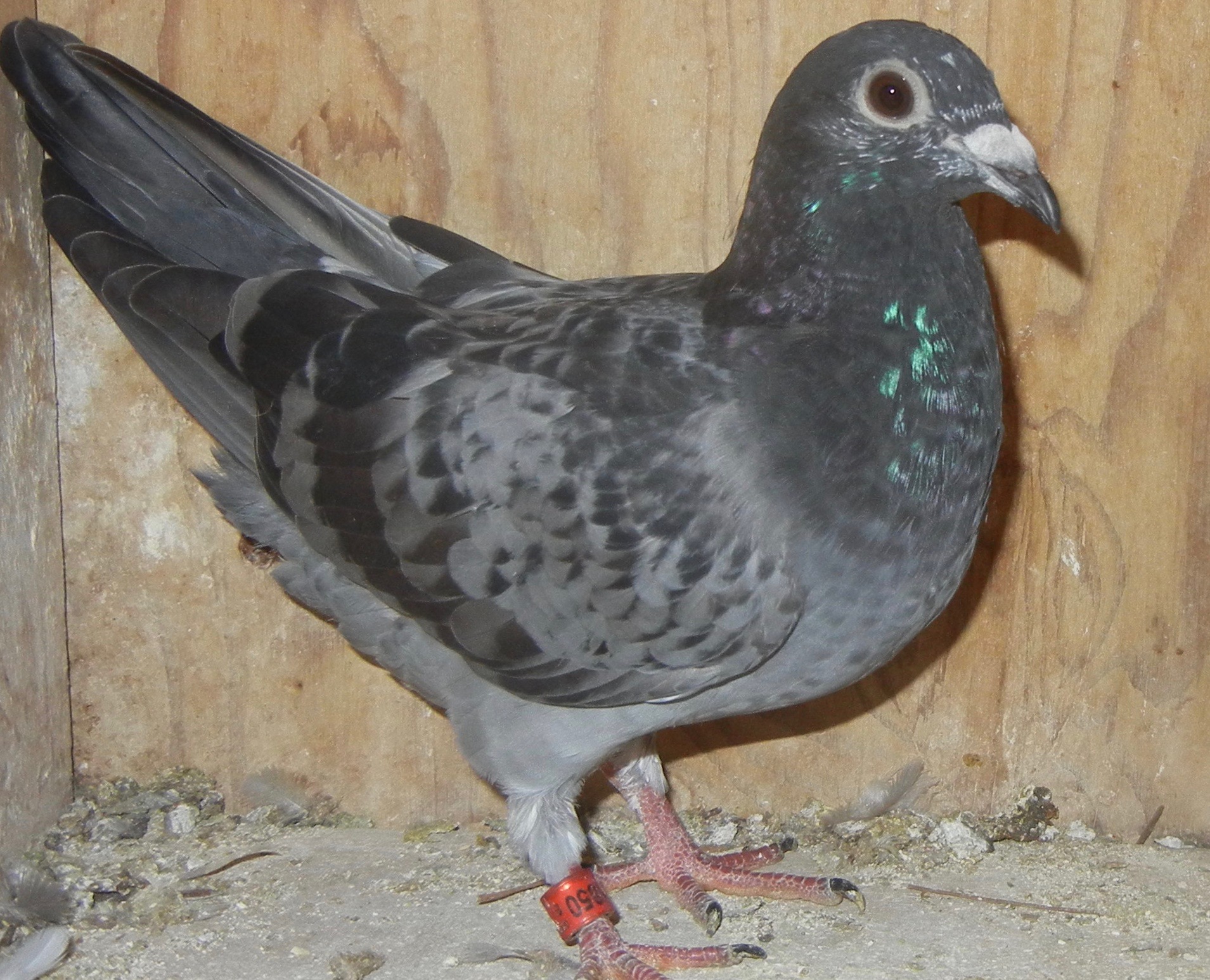 Preview Image 1