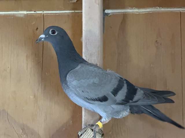 2026 YOUNG BIRD OFF GFL x IMPORT