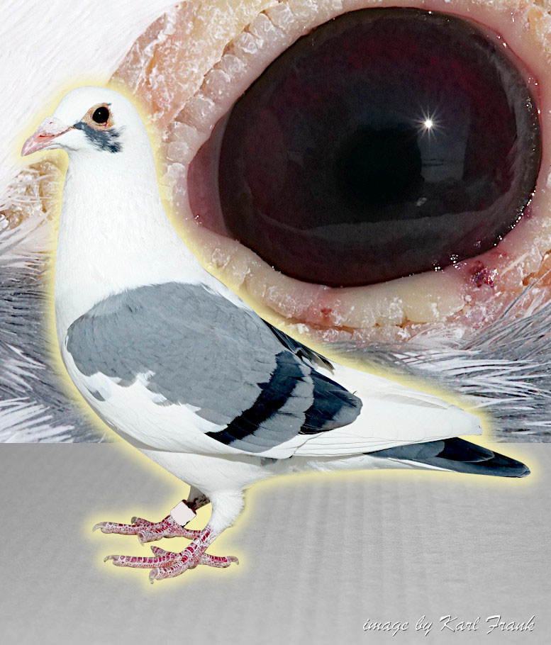 AU 22 GS 299 White Spl Cock