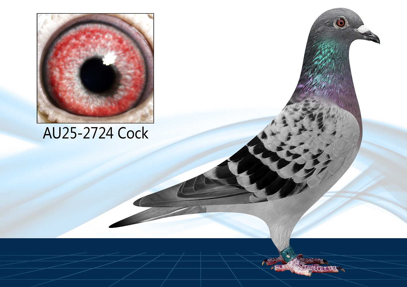 25-2724(Cock) Long Distance Special