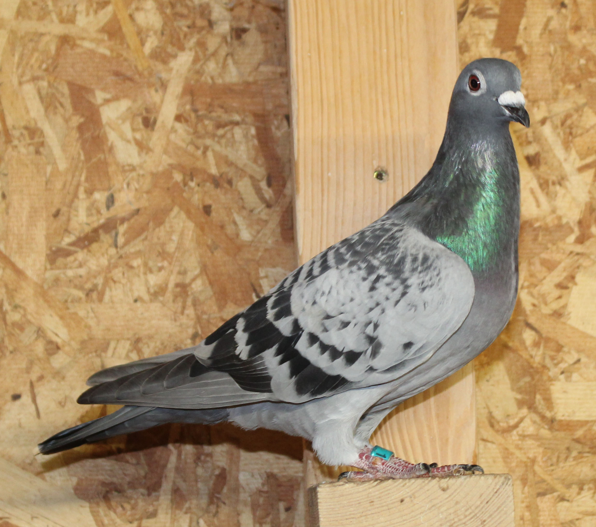 Heavily Inbred Kannibaal Hen
