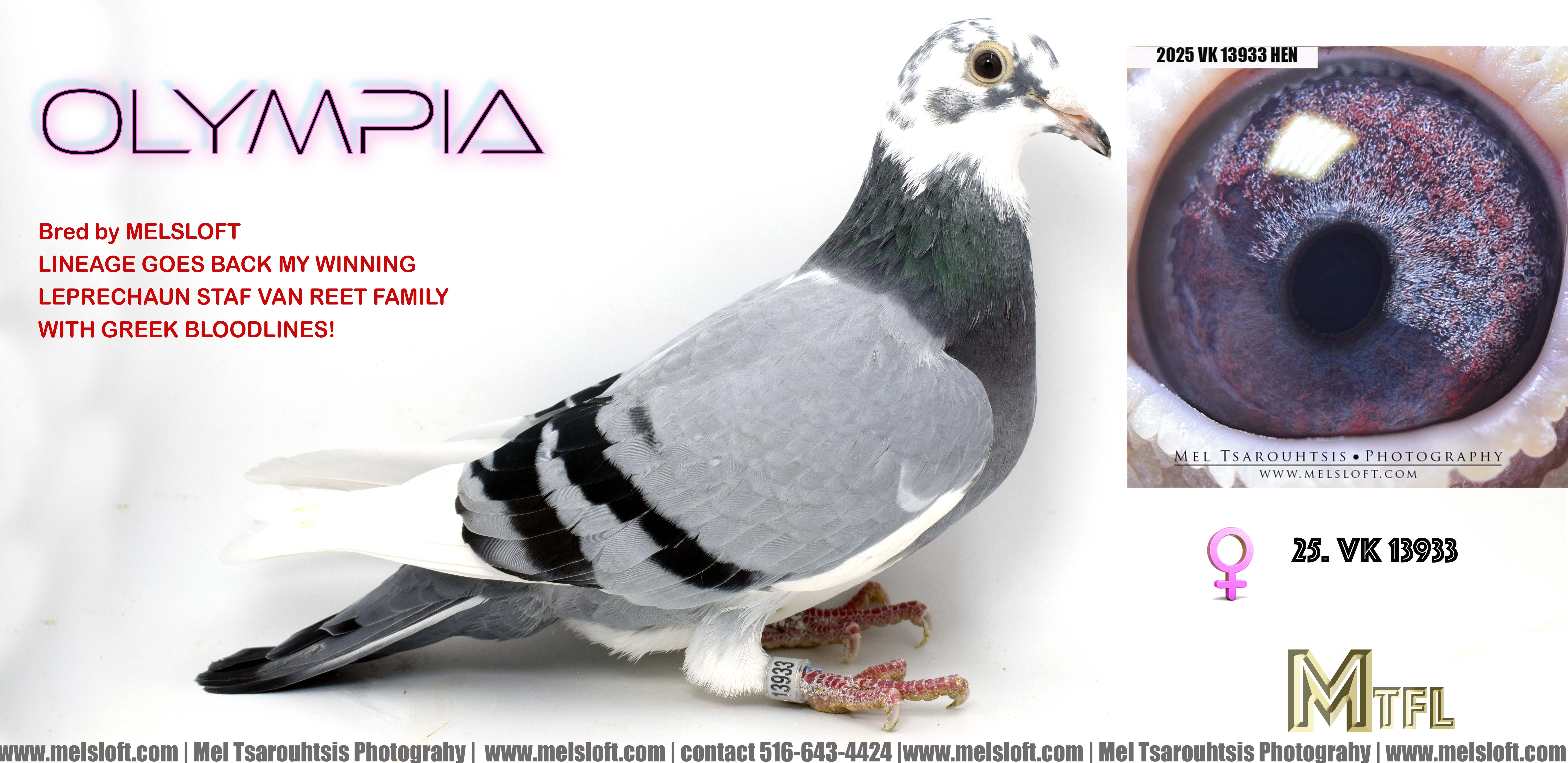 2025 VK 13933 bbpied hen 