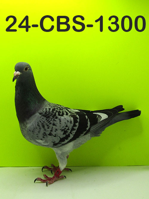 24-CBS-1300 Light Check White Flight hen.