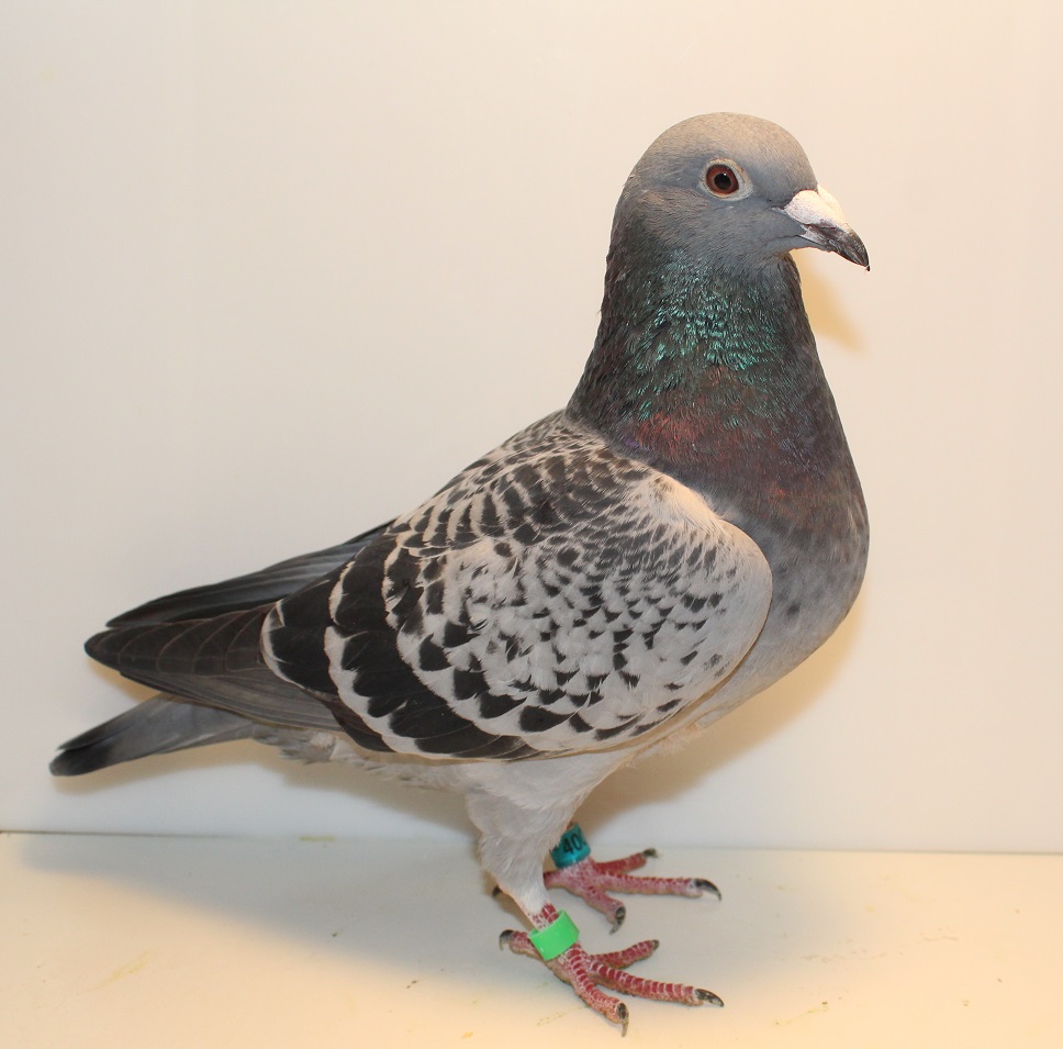 AU 25 GBW 400 DC HEN