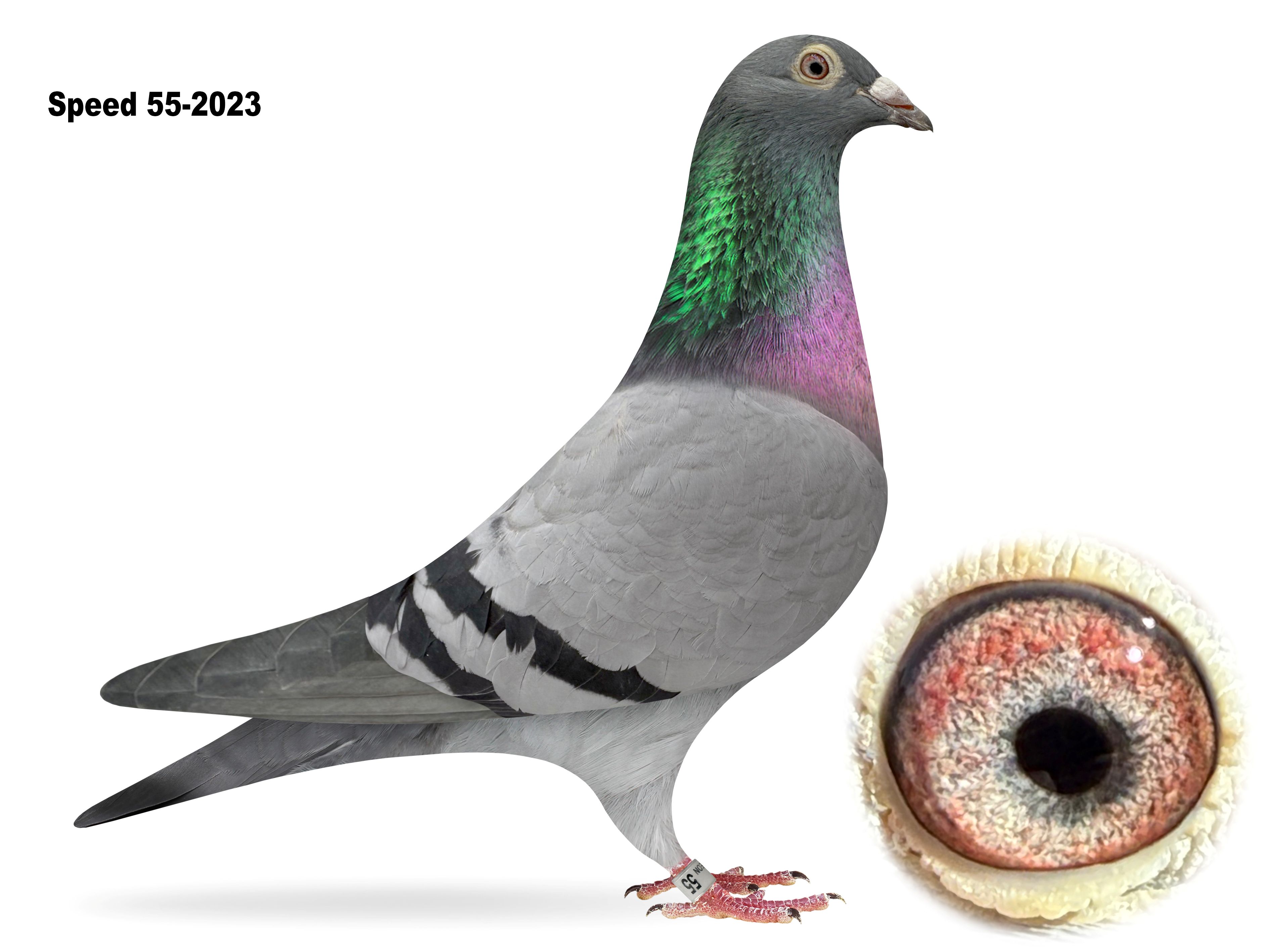 Speed Pigeon