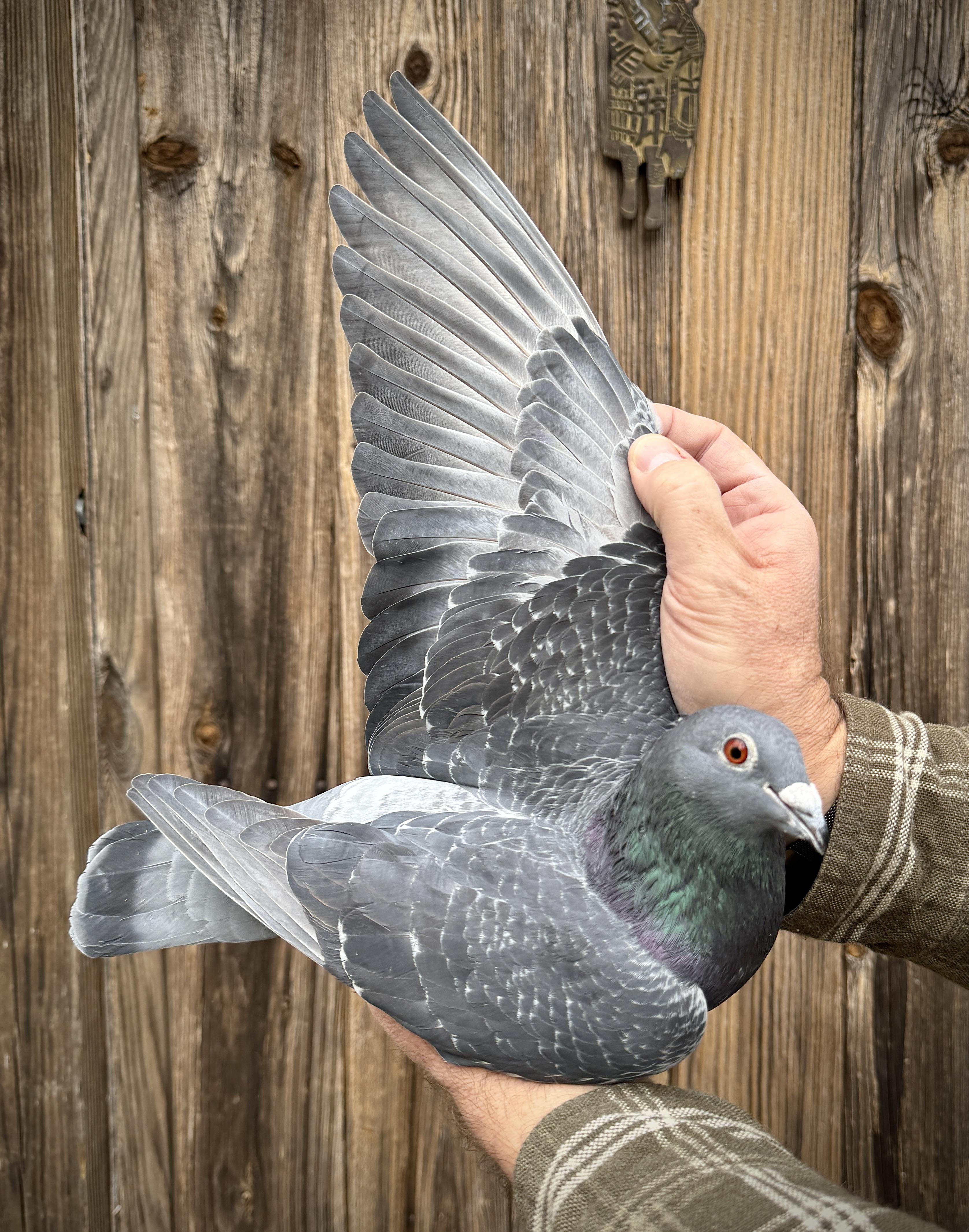 Macaloney Proven Breeding Hen