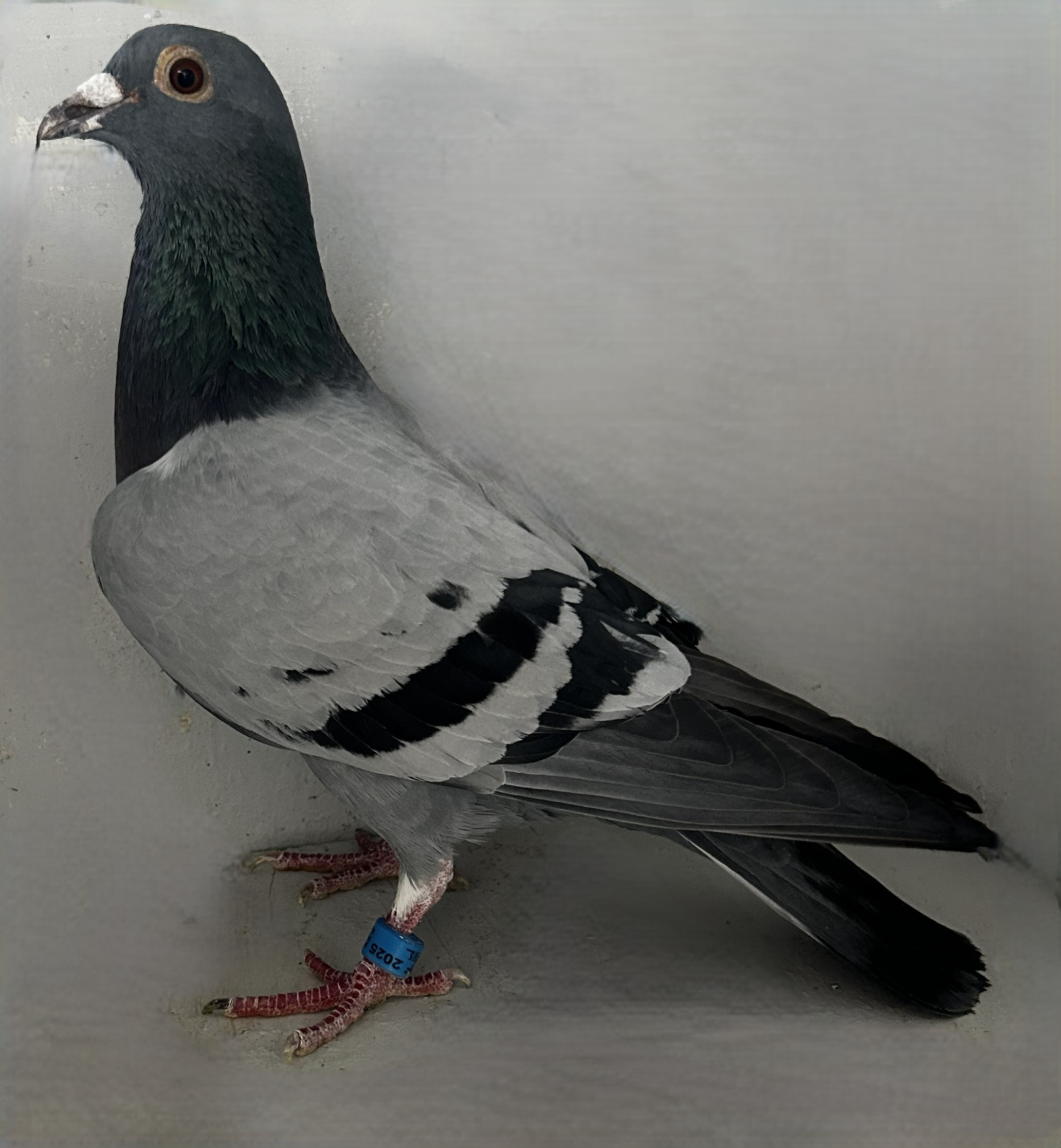 2025 Neil 56169 Best Kittel BB Cock