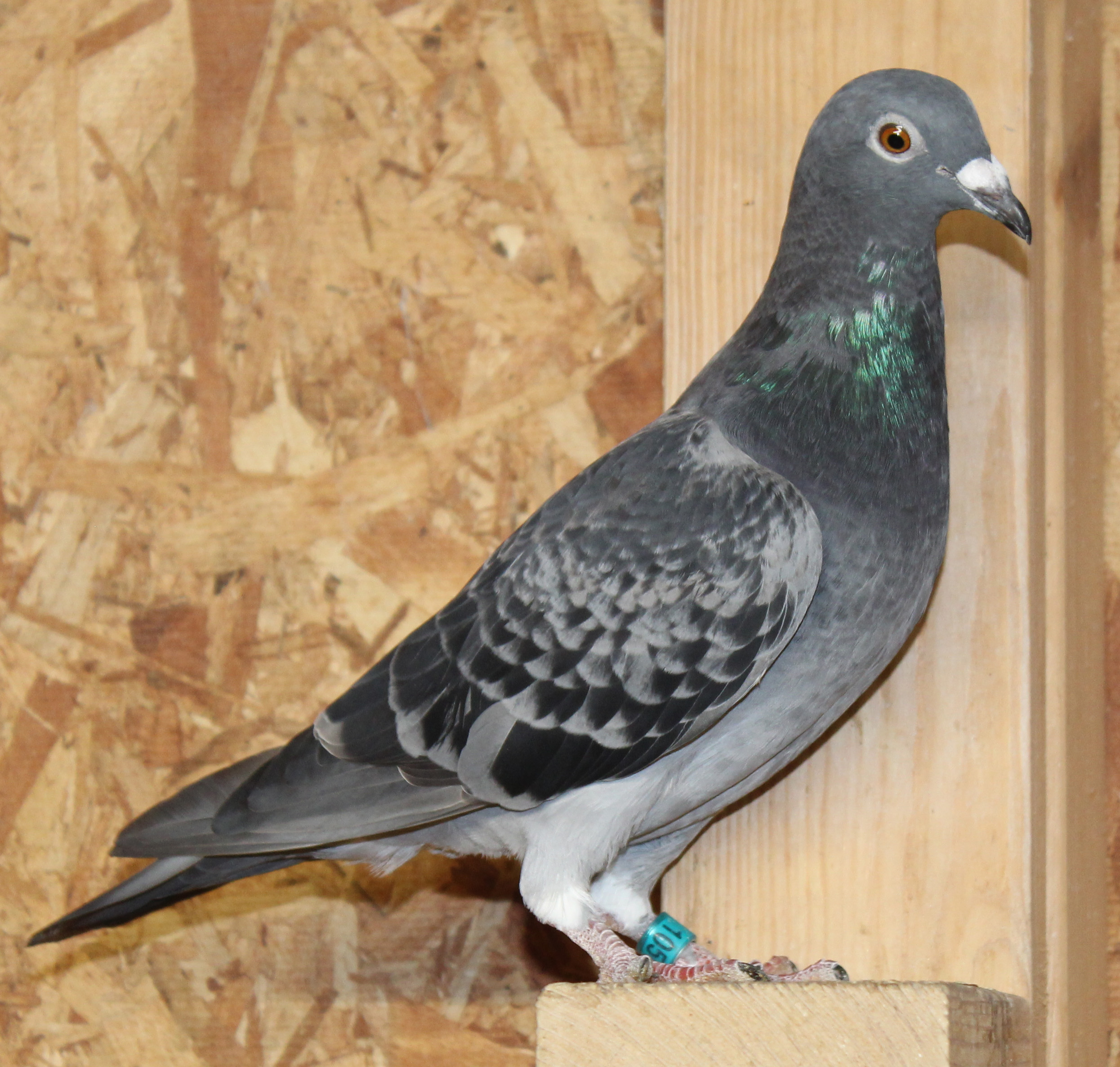 Linebred Kambree, Rudi de Saer Bloodlines