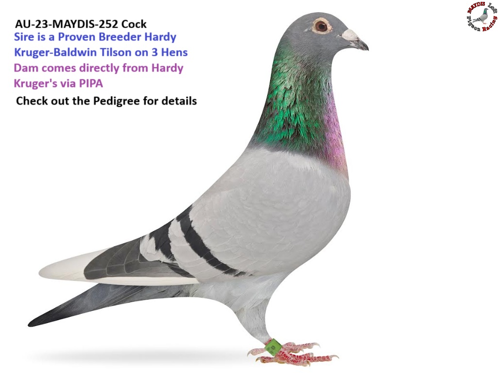 Super Hardy Kruger Cock