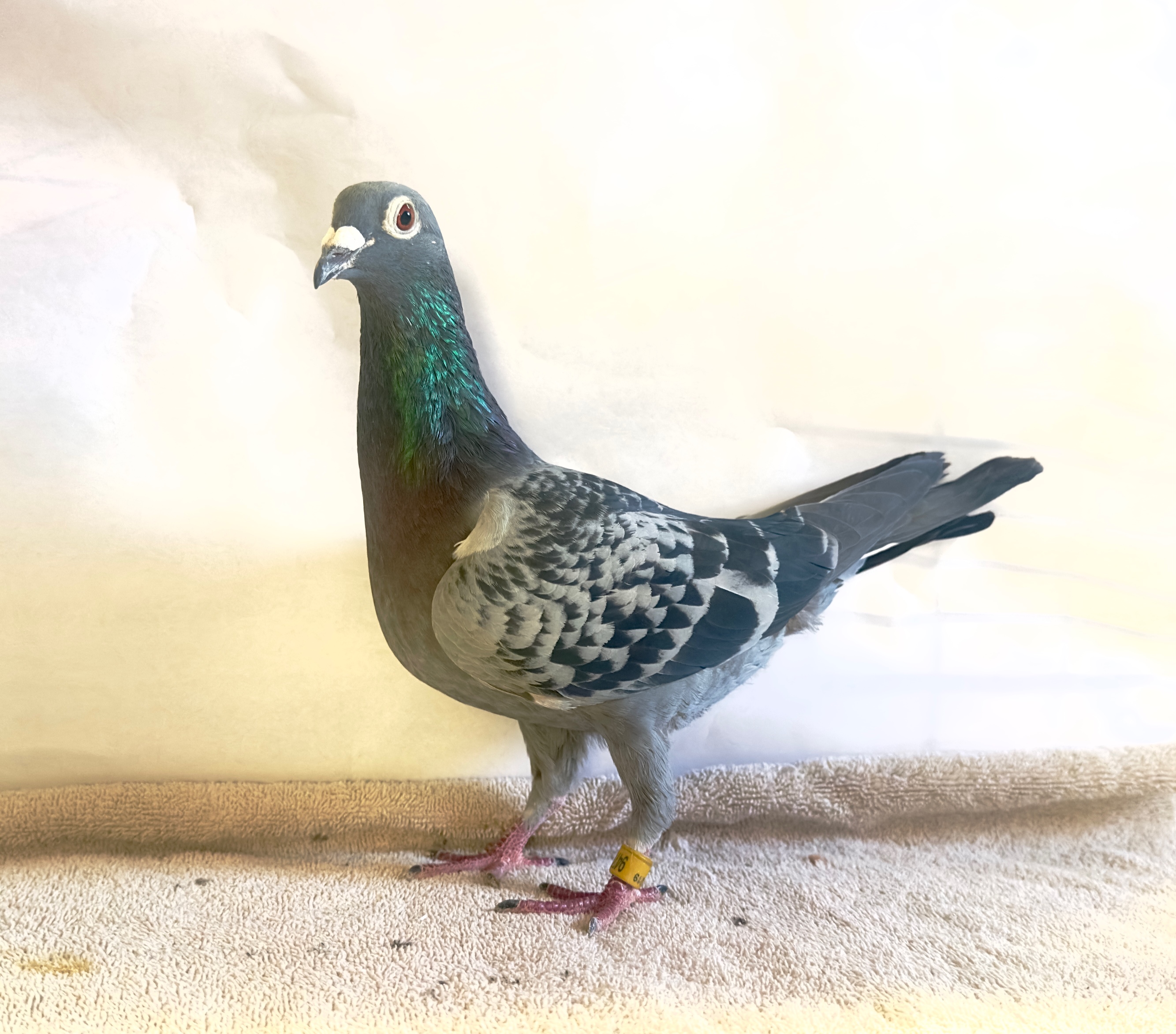 AU 19 IND 9478 DCK Hen