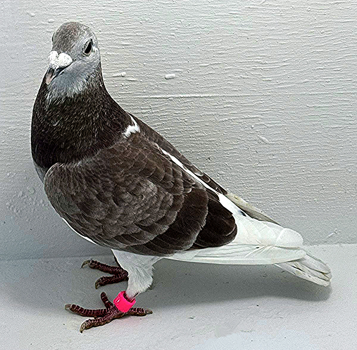 AU 20026 AA 2025 Pure Paul Sion Cock