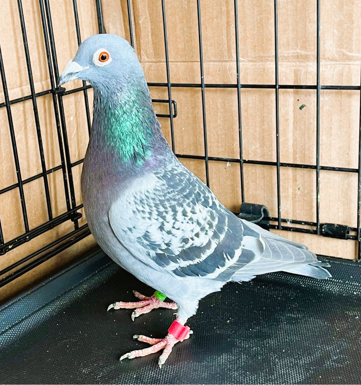 AU25-4665 - SON OF HOME RUN JR.