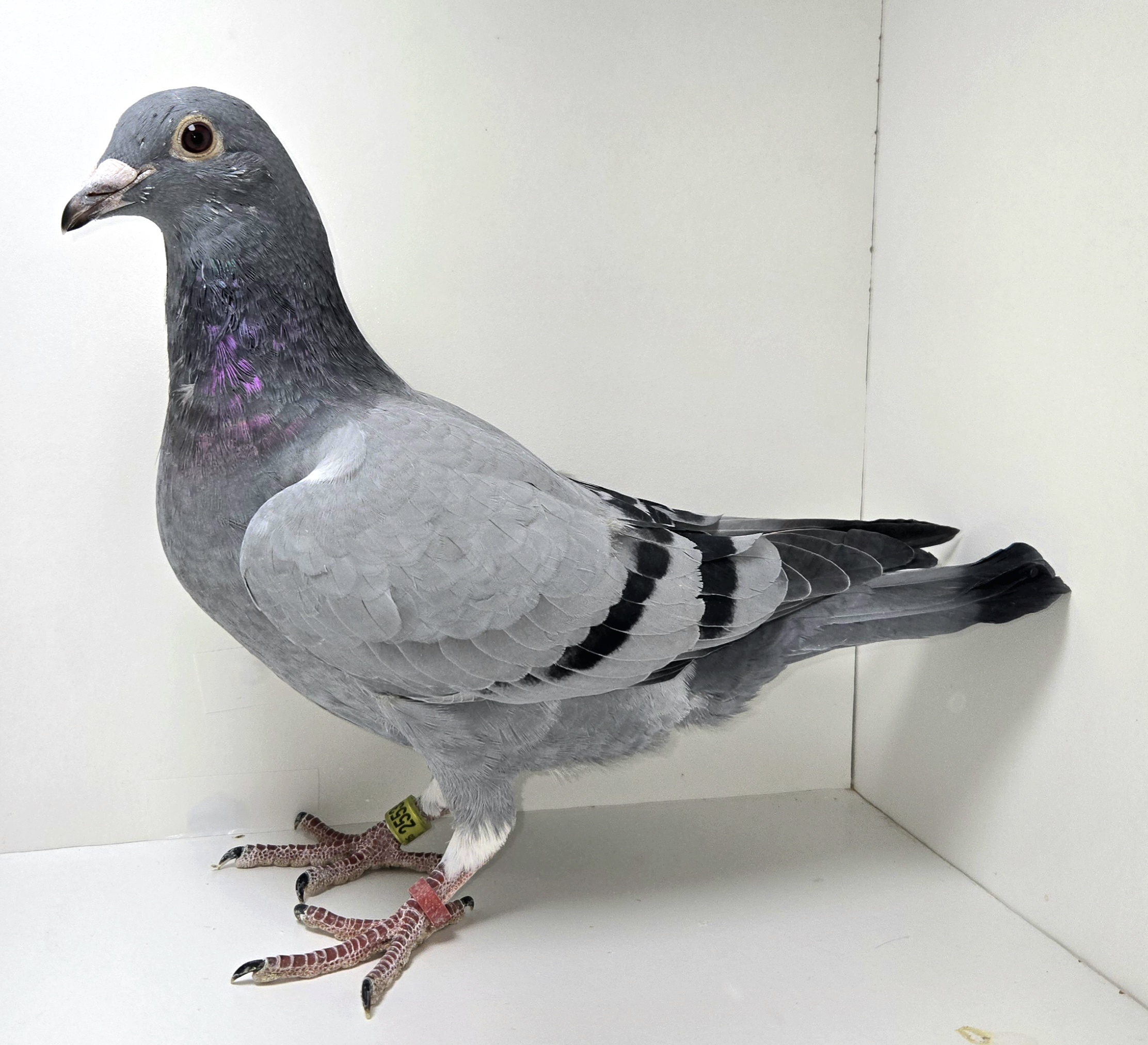 PEACH-25535-25 BB Cock