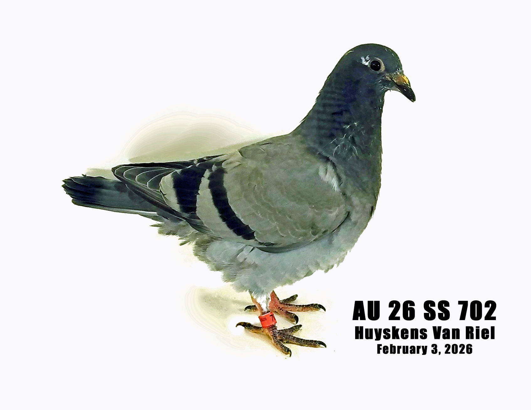 AU 26 SS 702 100% Huyskens Van Riel young bird