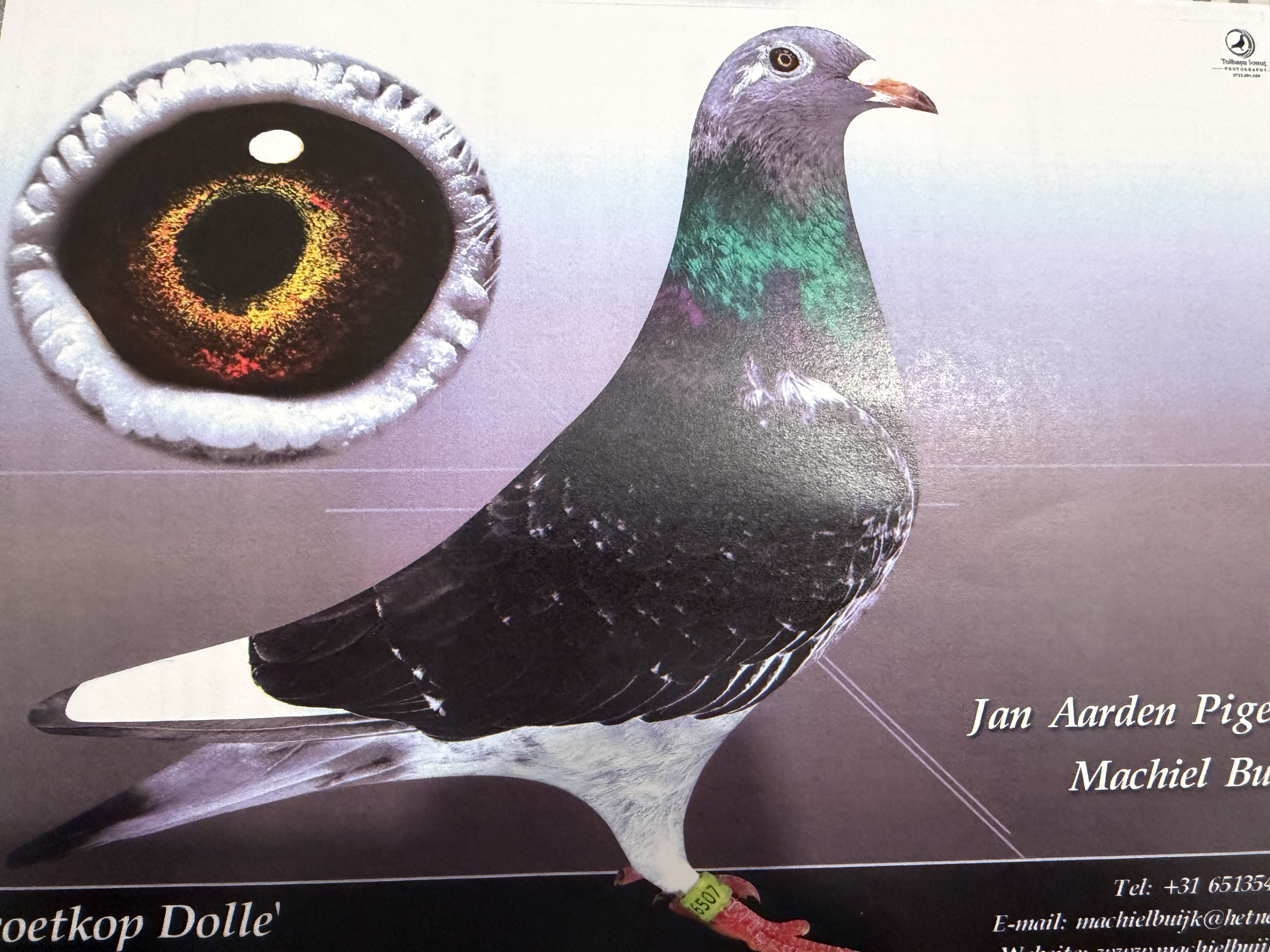 Modified Bird iPigeon.com - Racing Pigeon Auction